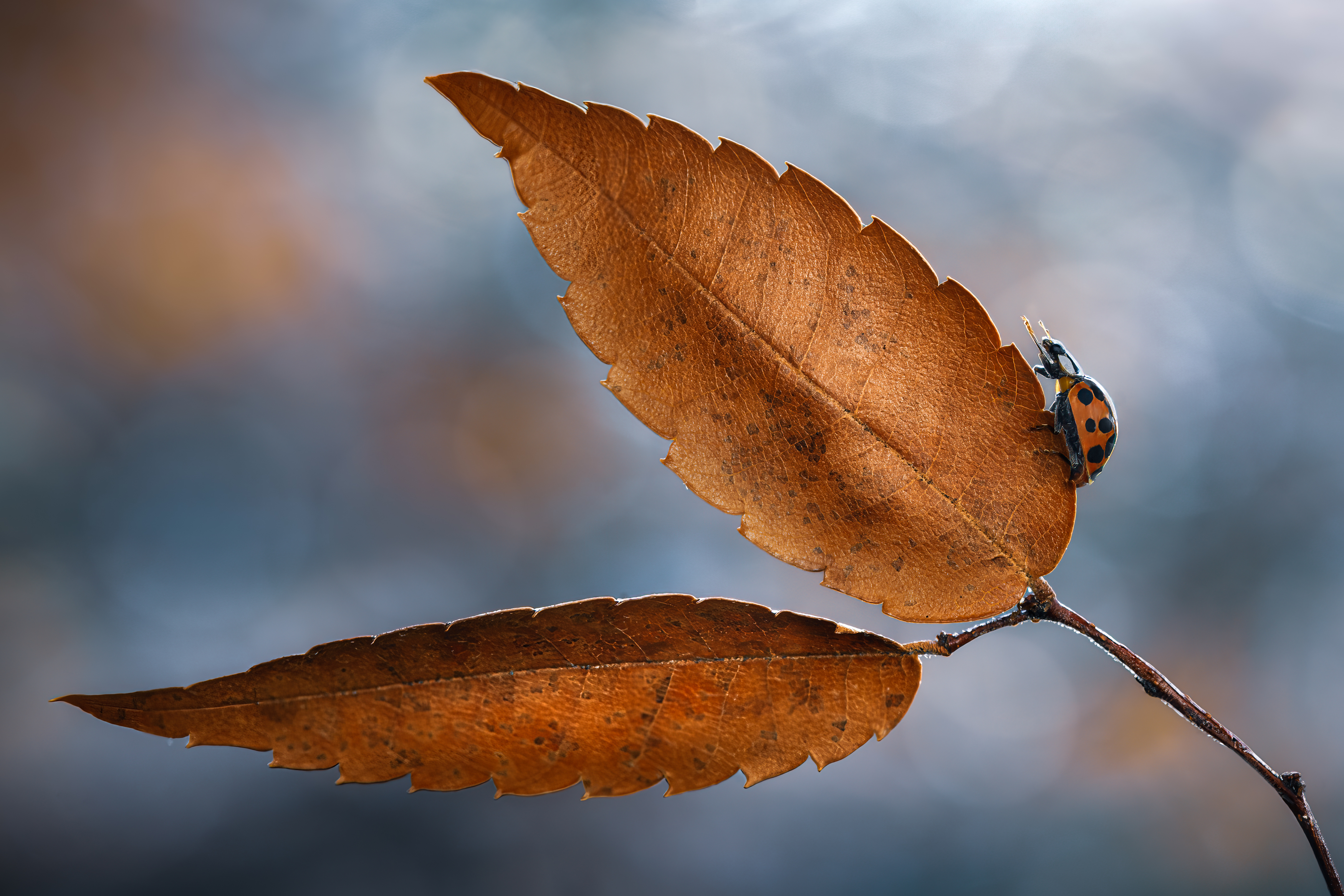 ladybug, autumn, leaf, ladybird, bokeh, beetle, insect, flower, macro, bugs, ladybird,, Atul Saluja