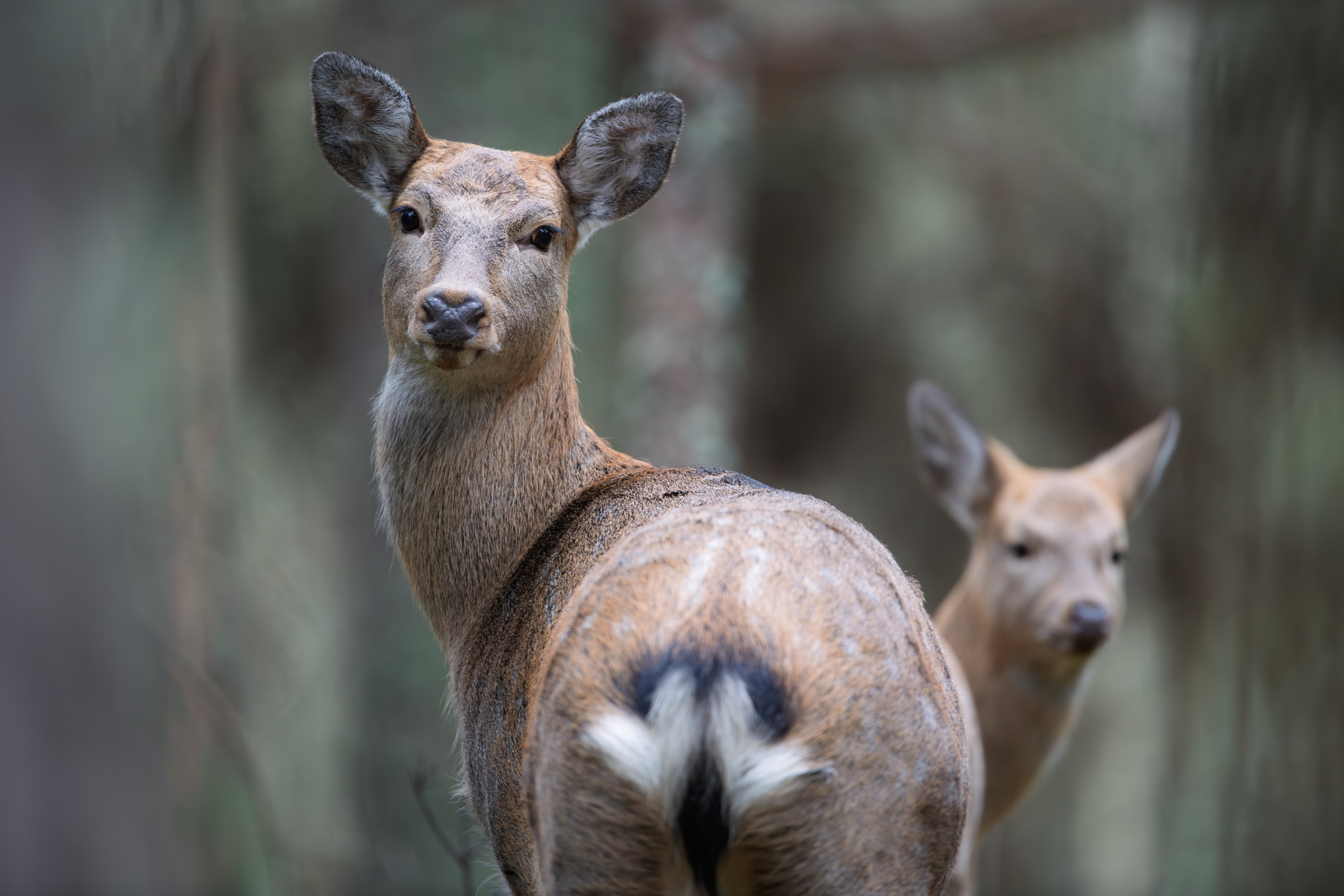 олень, пятнистый олень, олень, гон, осень, беларусь, belarus, deer, wildlife, forest, nature, дикие животные, лес,, Дмитрий Федорако