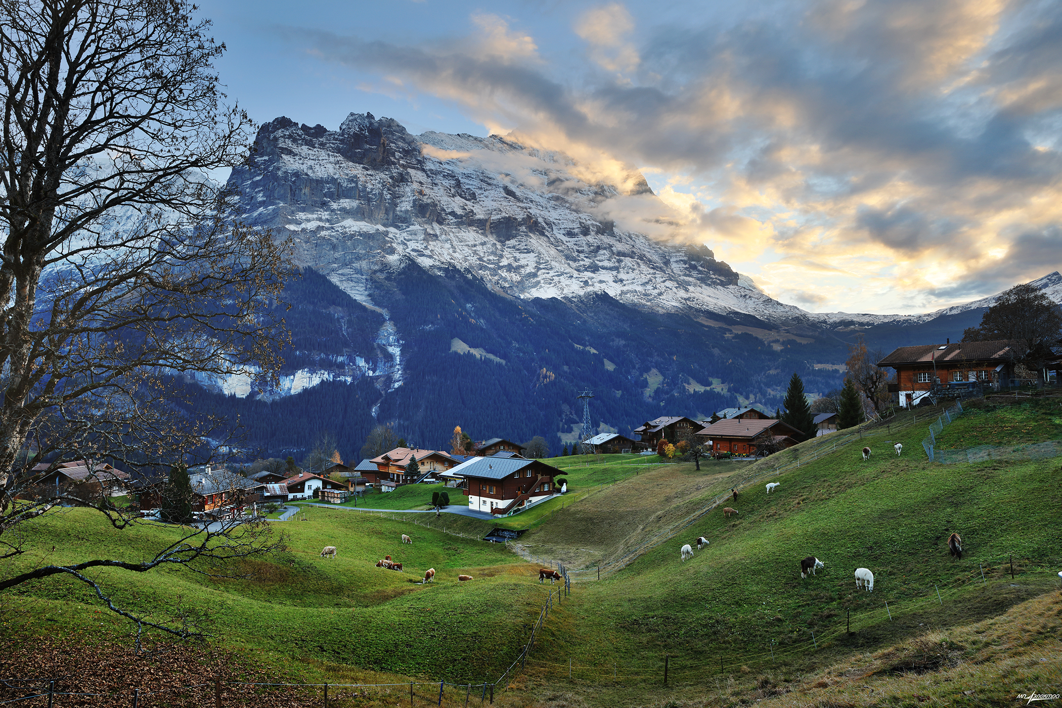 swiss, Матвеев Николай