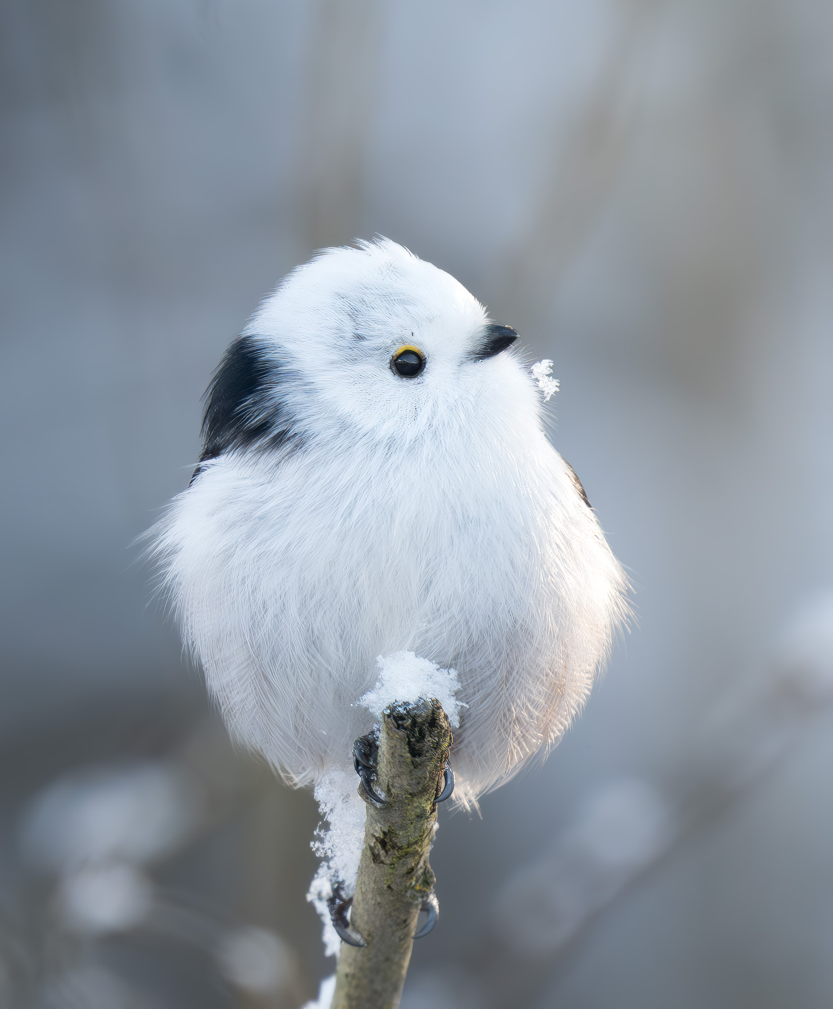 птица, ополовник, Пушкарева Василиса