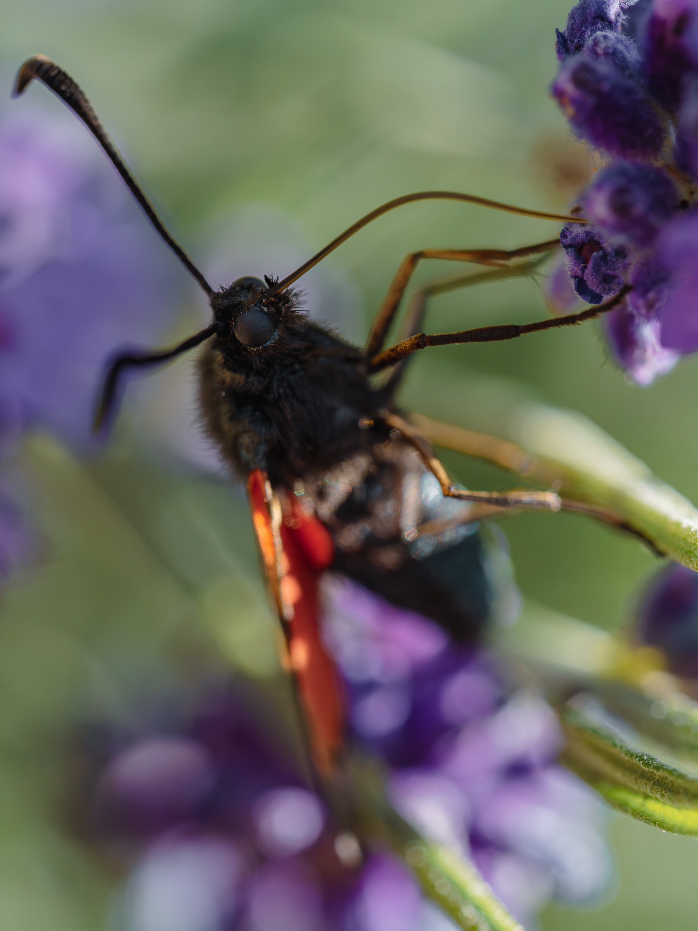 , Ирина Протченко
