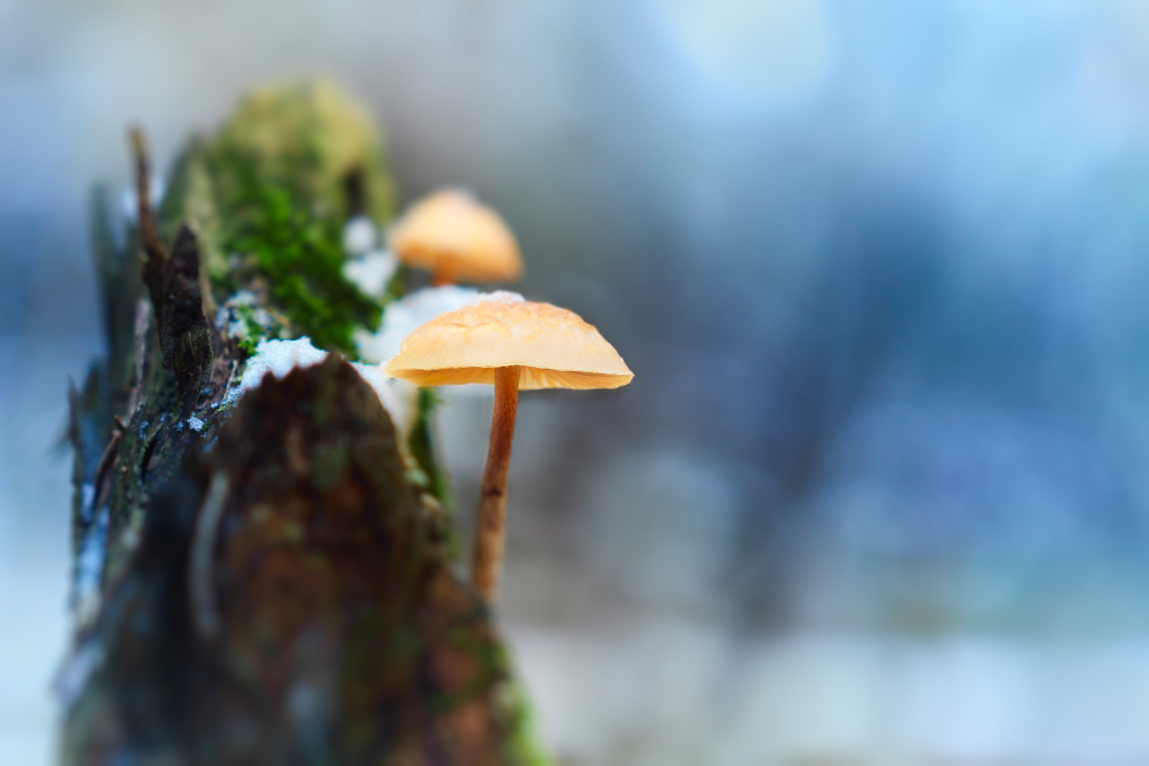 грибы, Валерий Вождаев