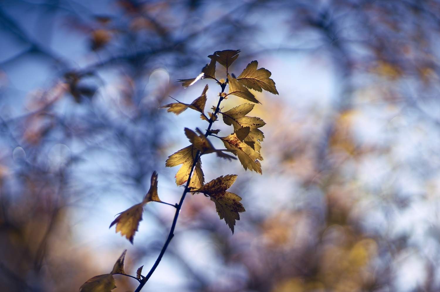 , Орлов Олег