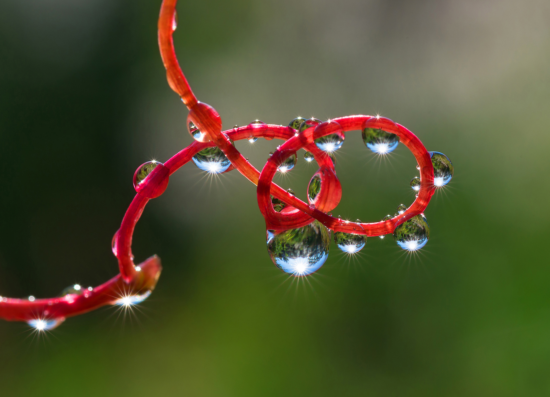 макро, пода, отражение,  фон, Kudryavtsev Pavel