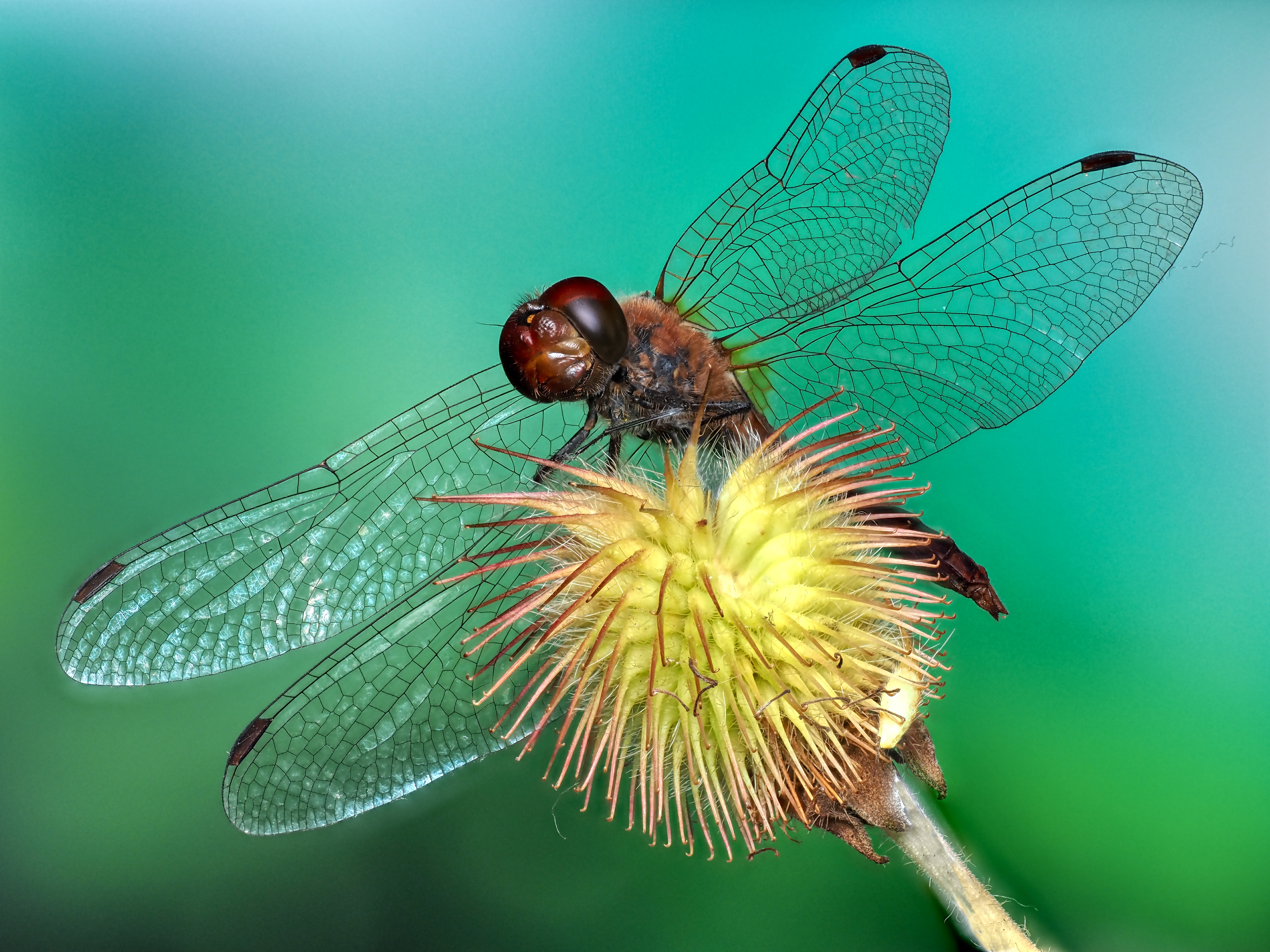 , Олег Савицкий