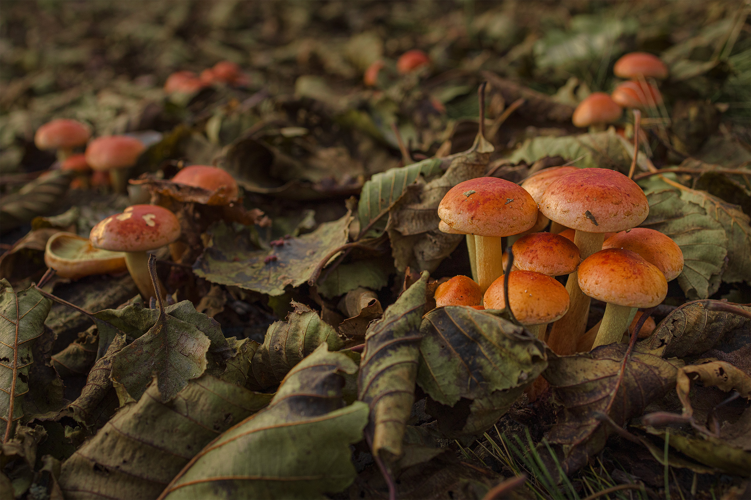 , Елена Михайлова