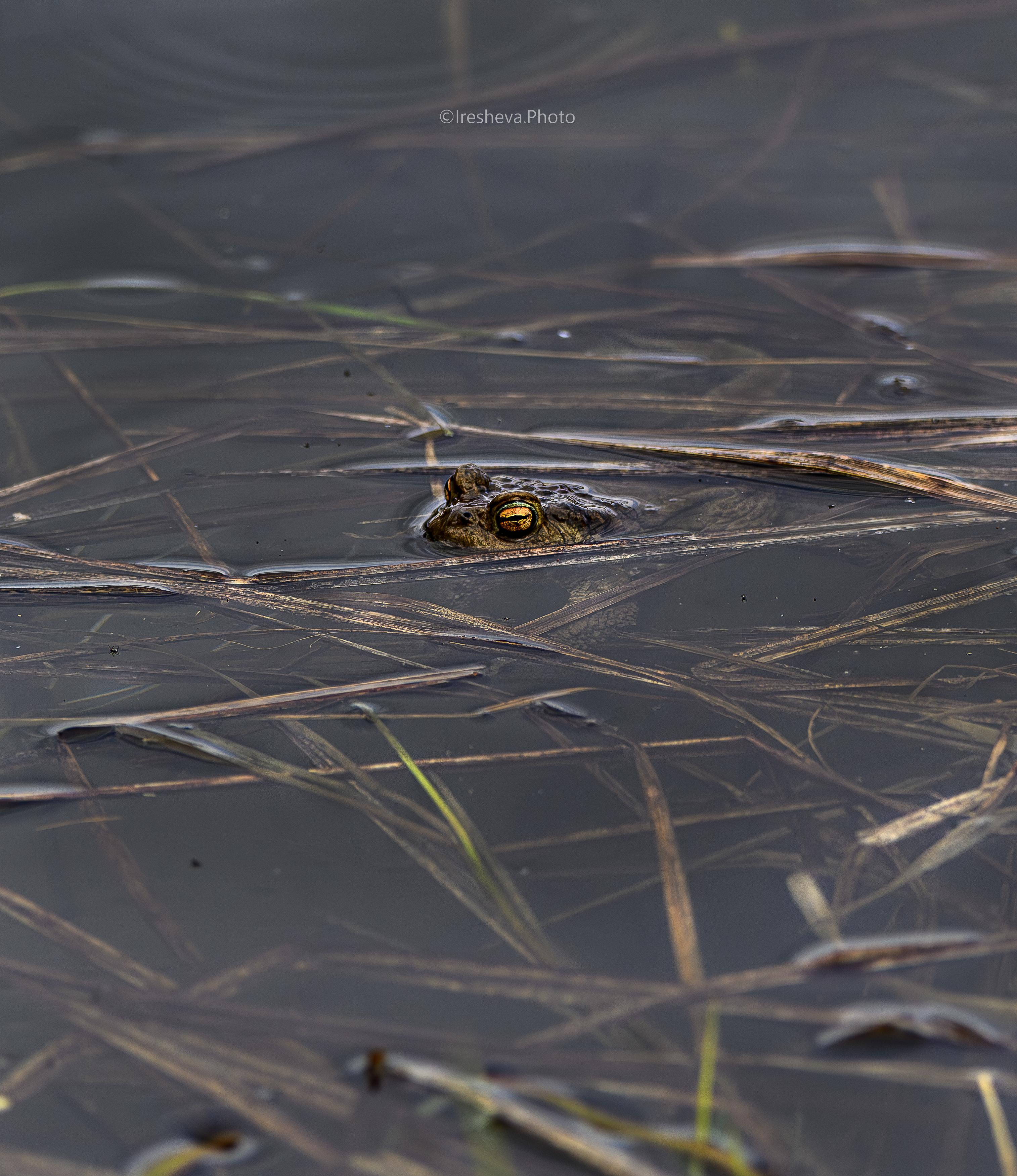 Жаба, Ирешева Мария