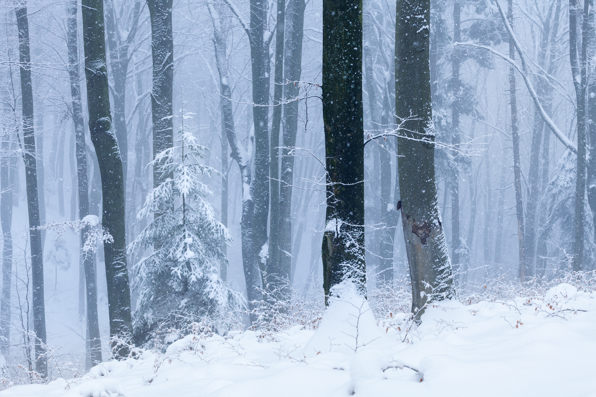 ,  Mirosław Pruchnicki