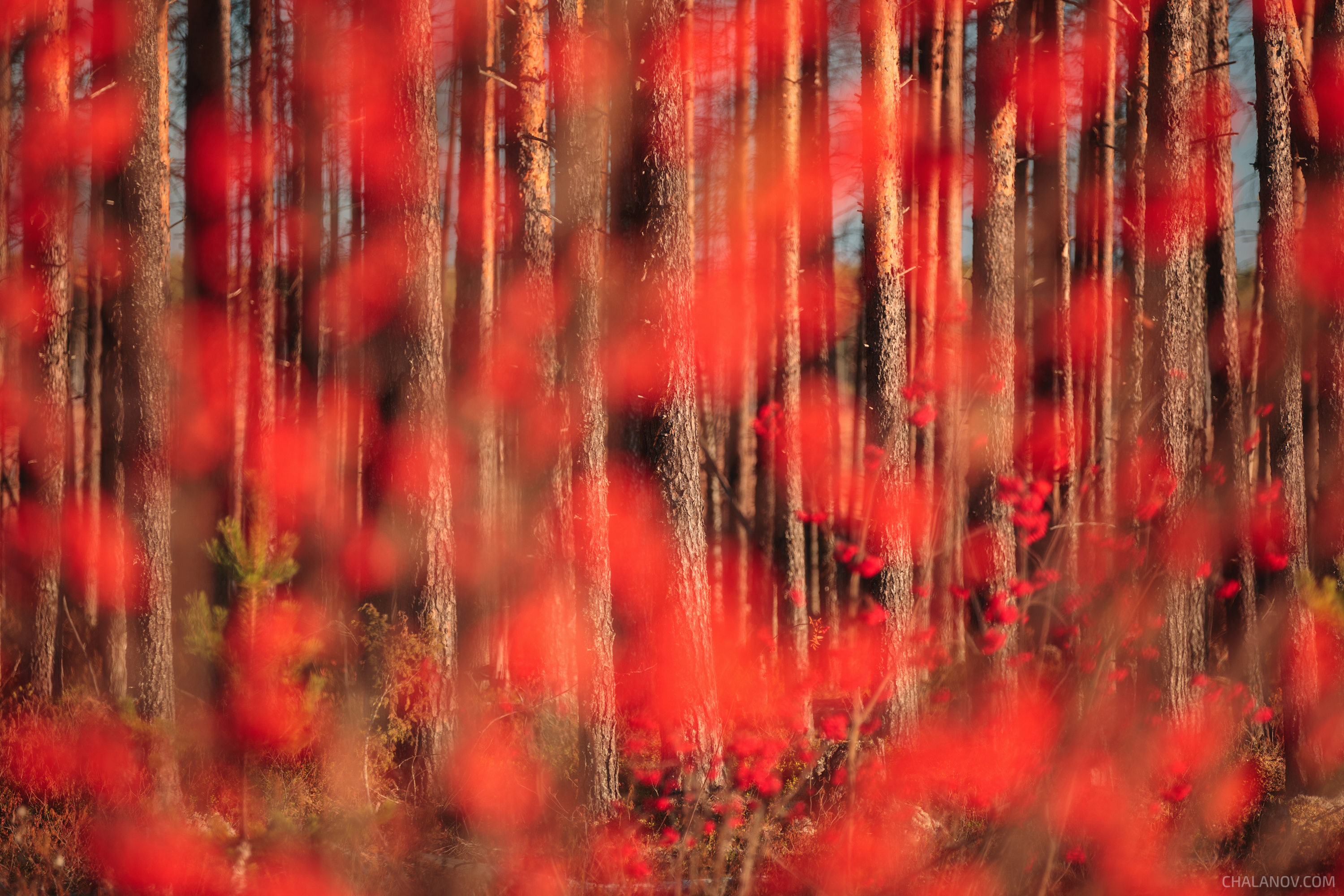 пейзаж, сосны, рябина, ягоды, осень, Иван Чаланов
