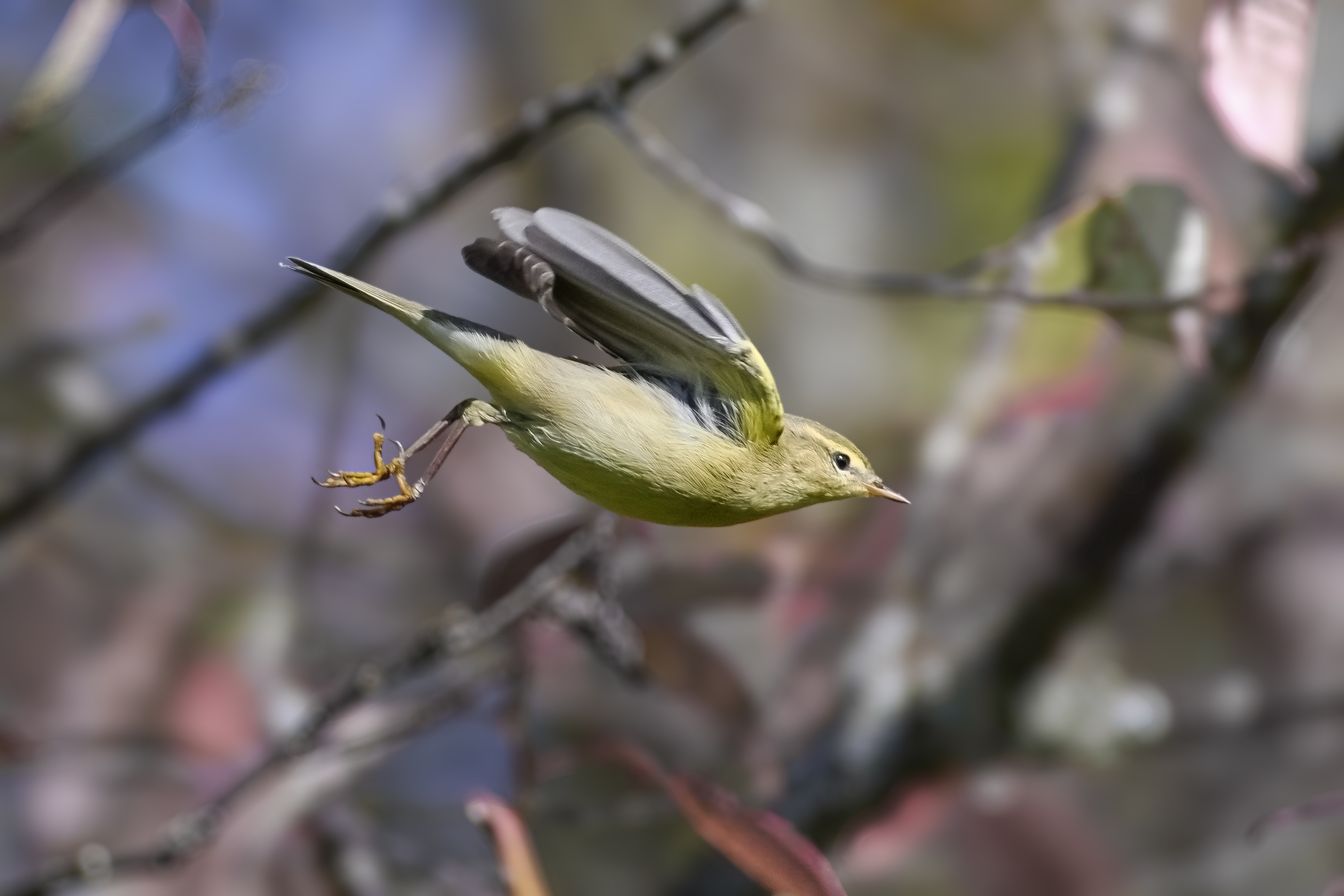 пеночка-весничка, willow warbler, Phylloscopus trochilus, птица, дикая природа, warbler, птицы России, birdwatching, nature, wildlife photography, close-up bird, Полина Шальнева
