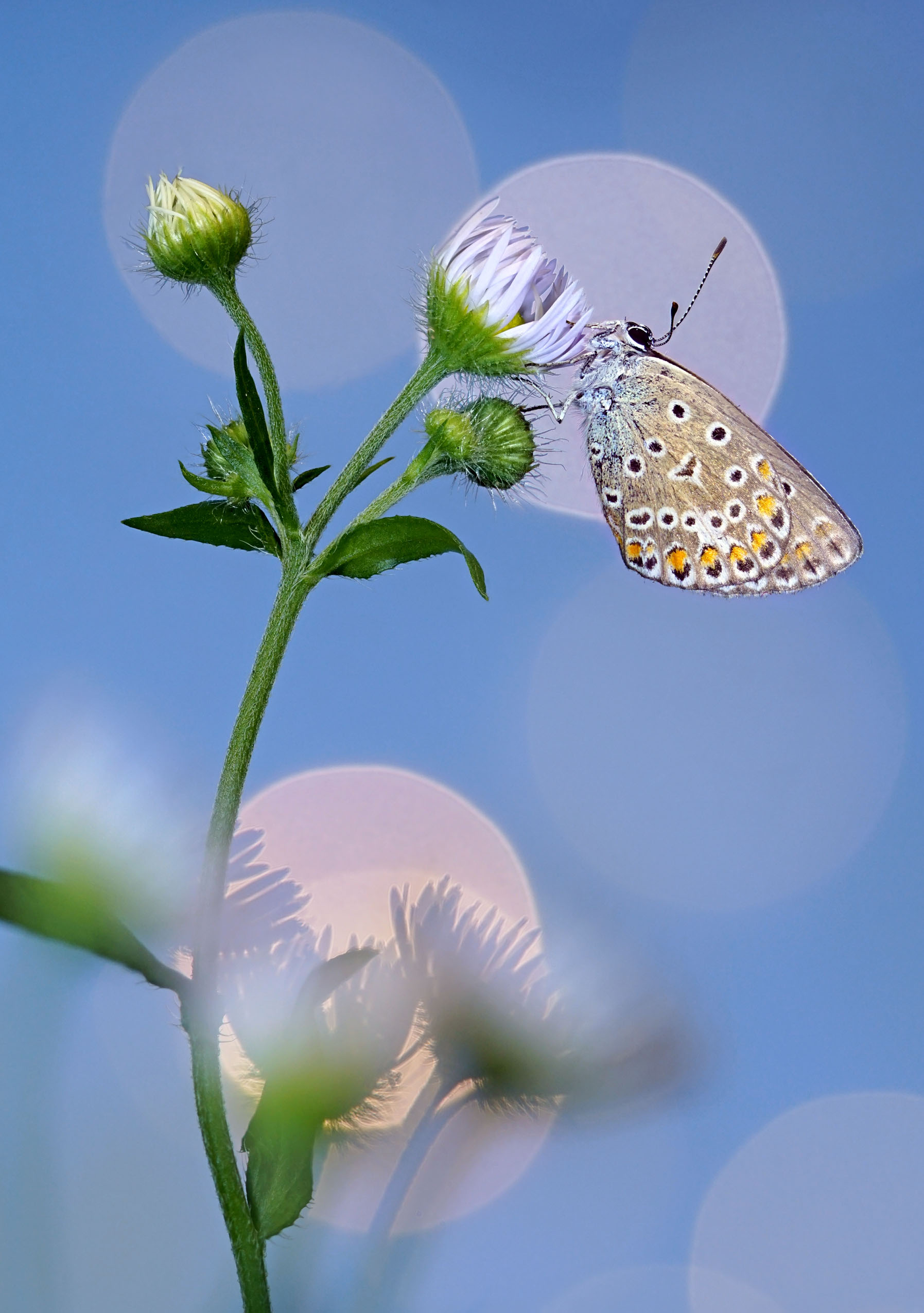 , Чепленко Алексей