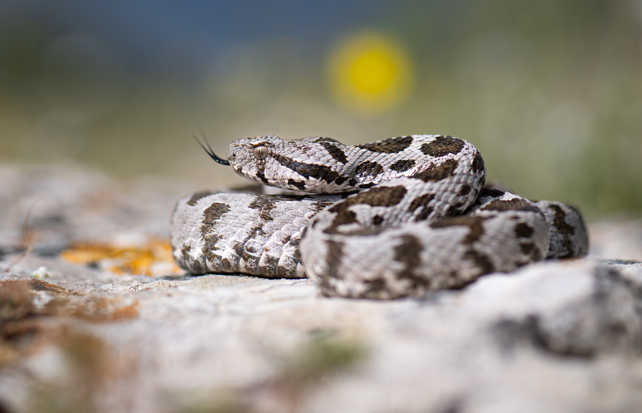 , Мартин Попов