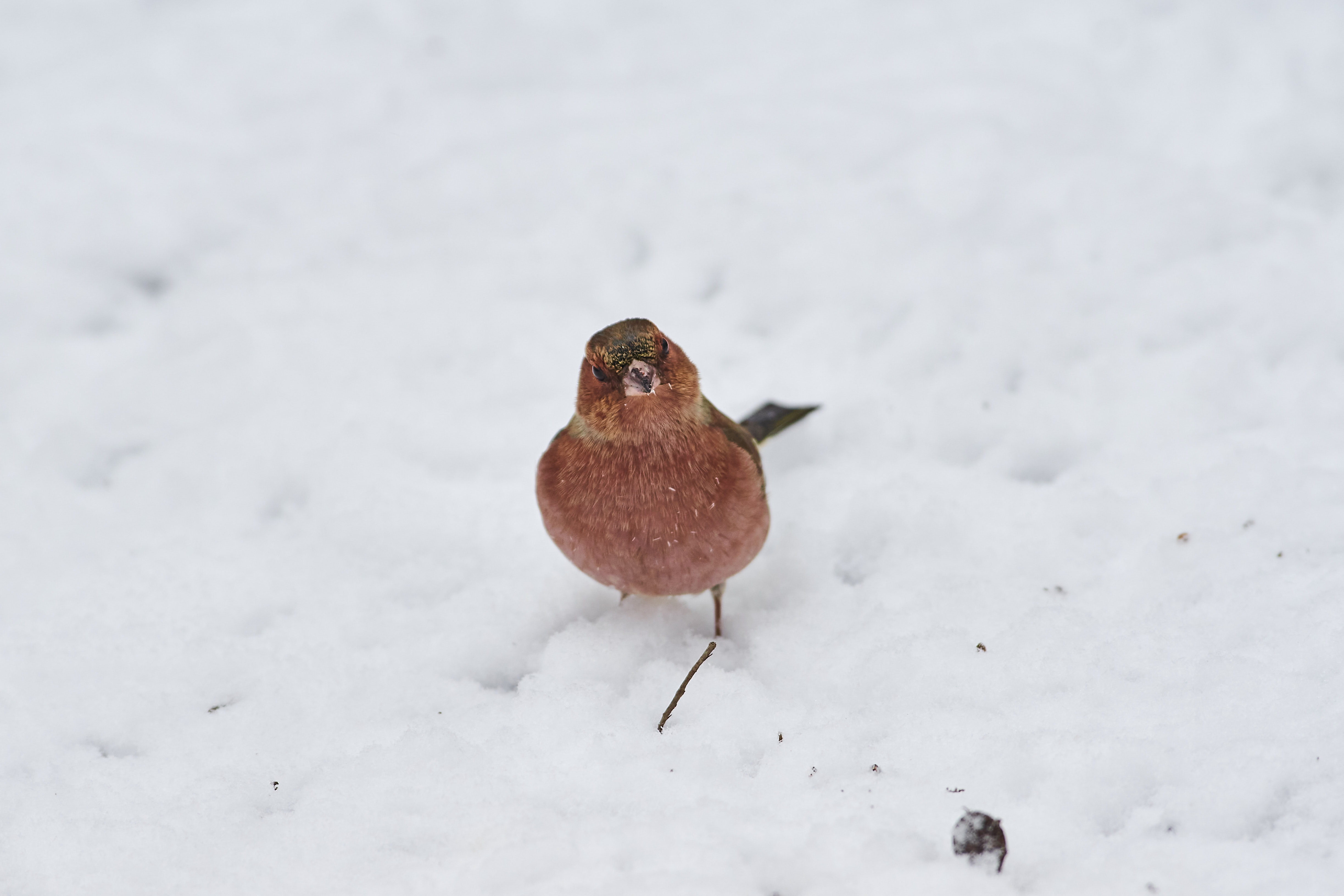 зяблик, Fringilla coelebs,, Павел Сторчилов