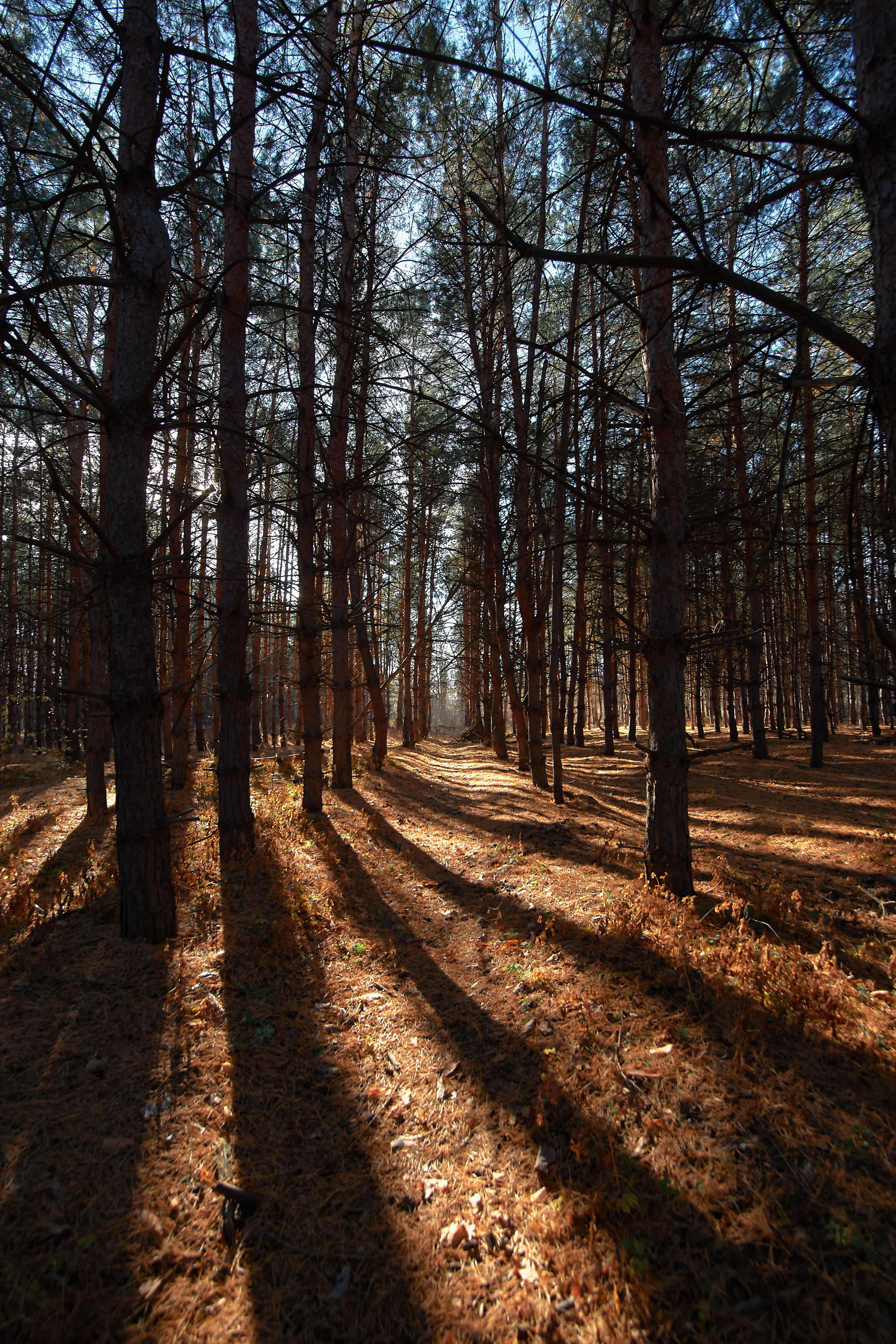 лес, сосны, волгоград, , Павел Сторчилов