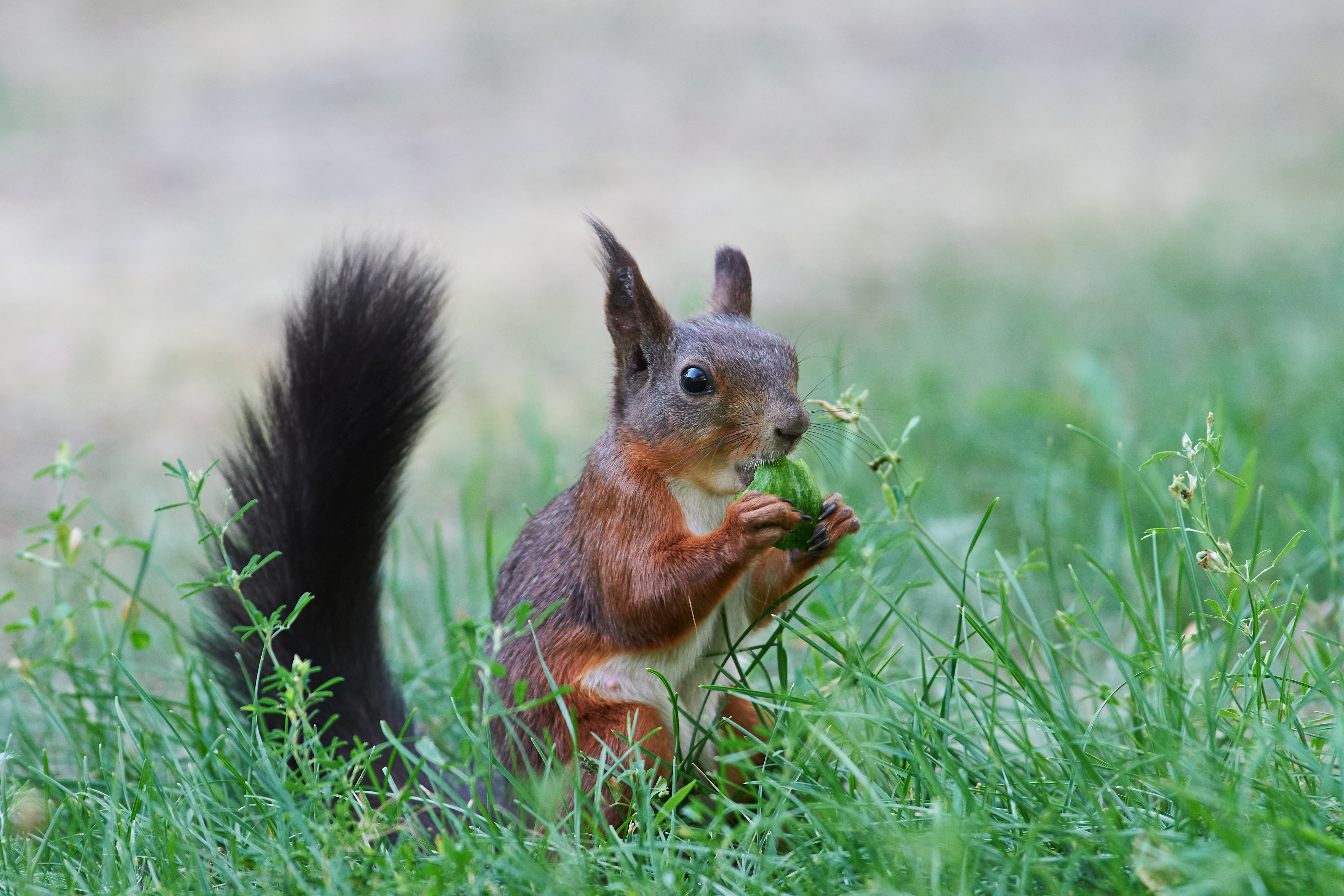 белка, scribus vulgaris, , Павел Сторчилов