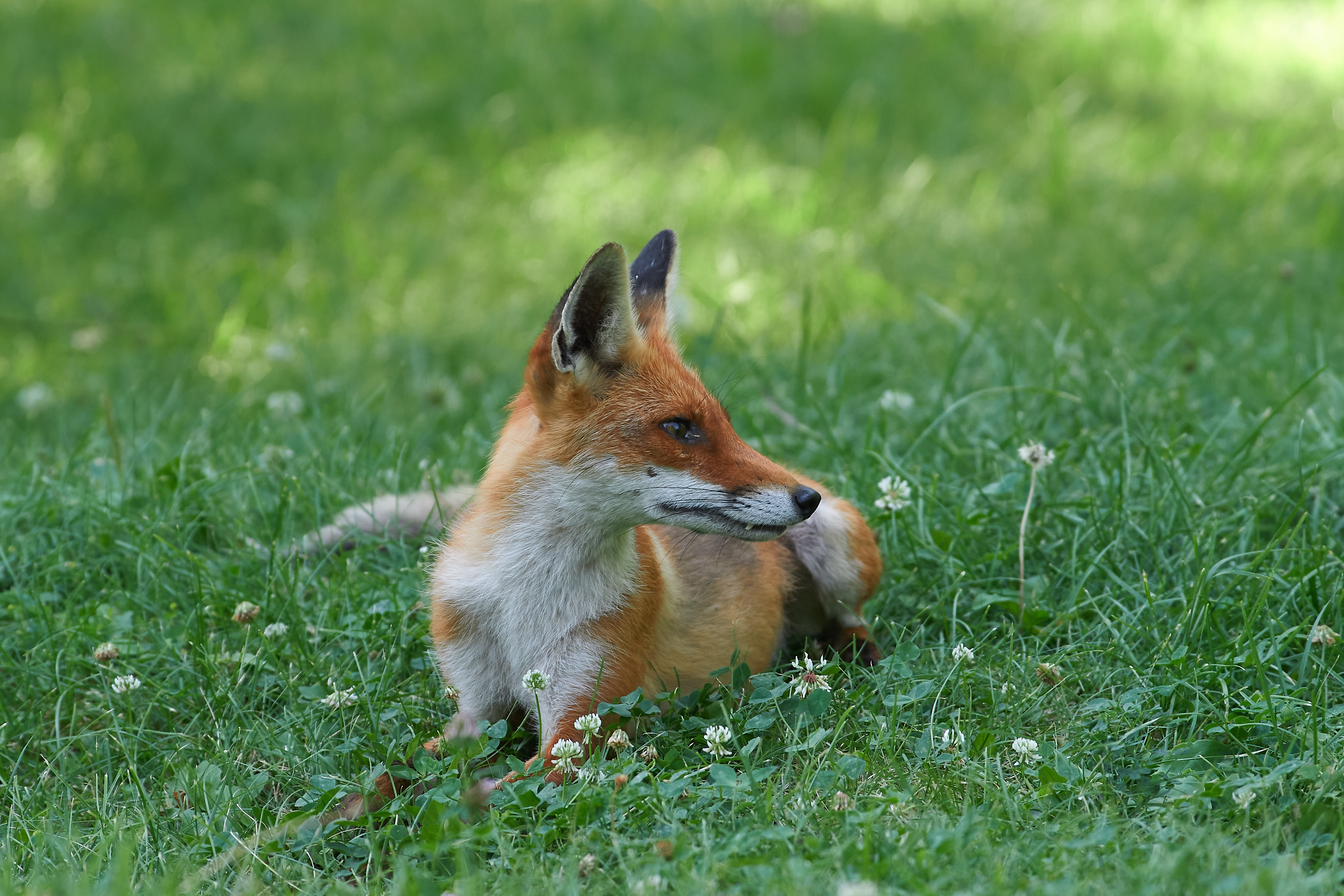 лисица, рыжая лисица, , Павел Сторчилов