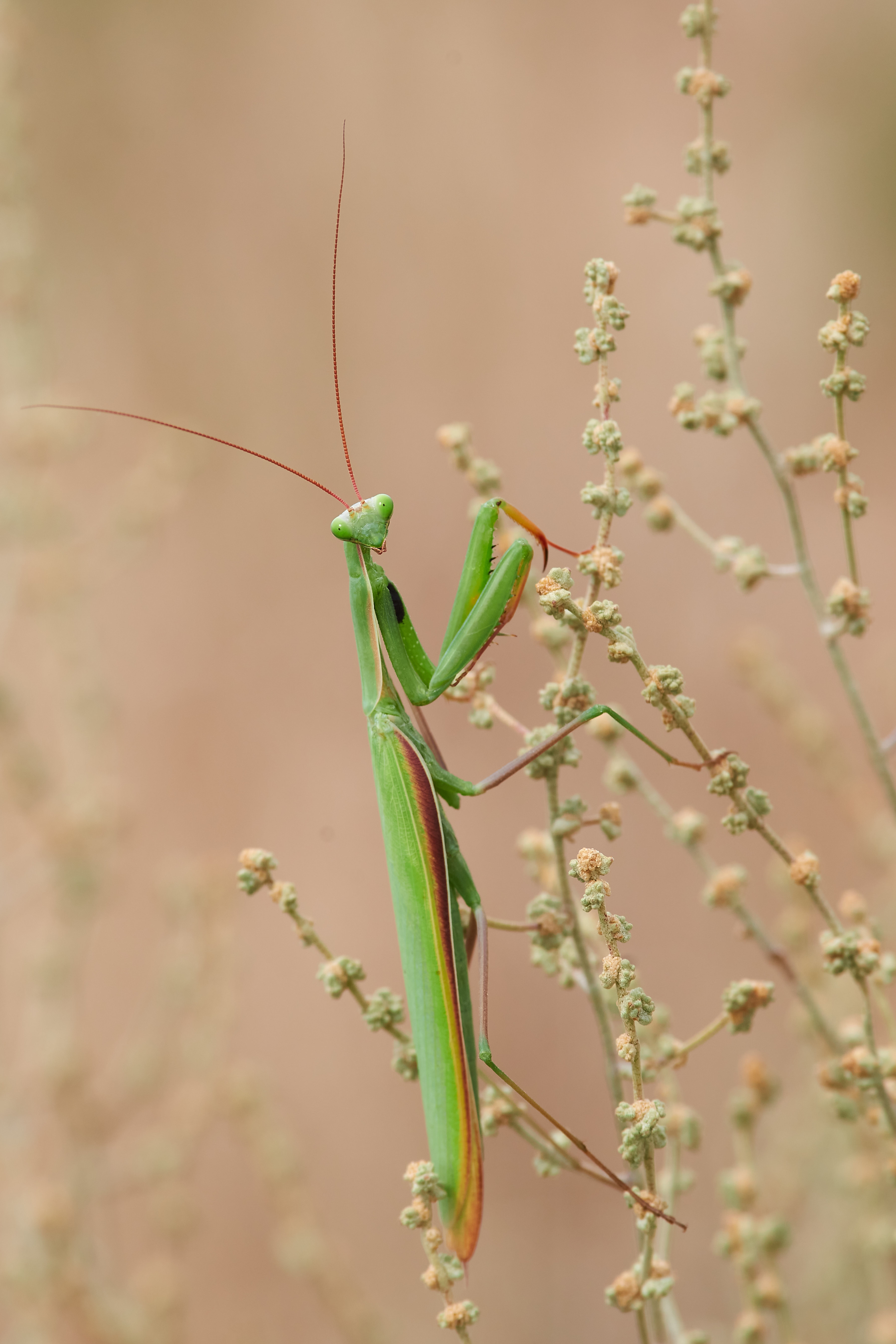 Религиозный богомол, Mantis religiosa, , Павел Сторчилов