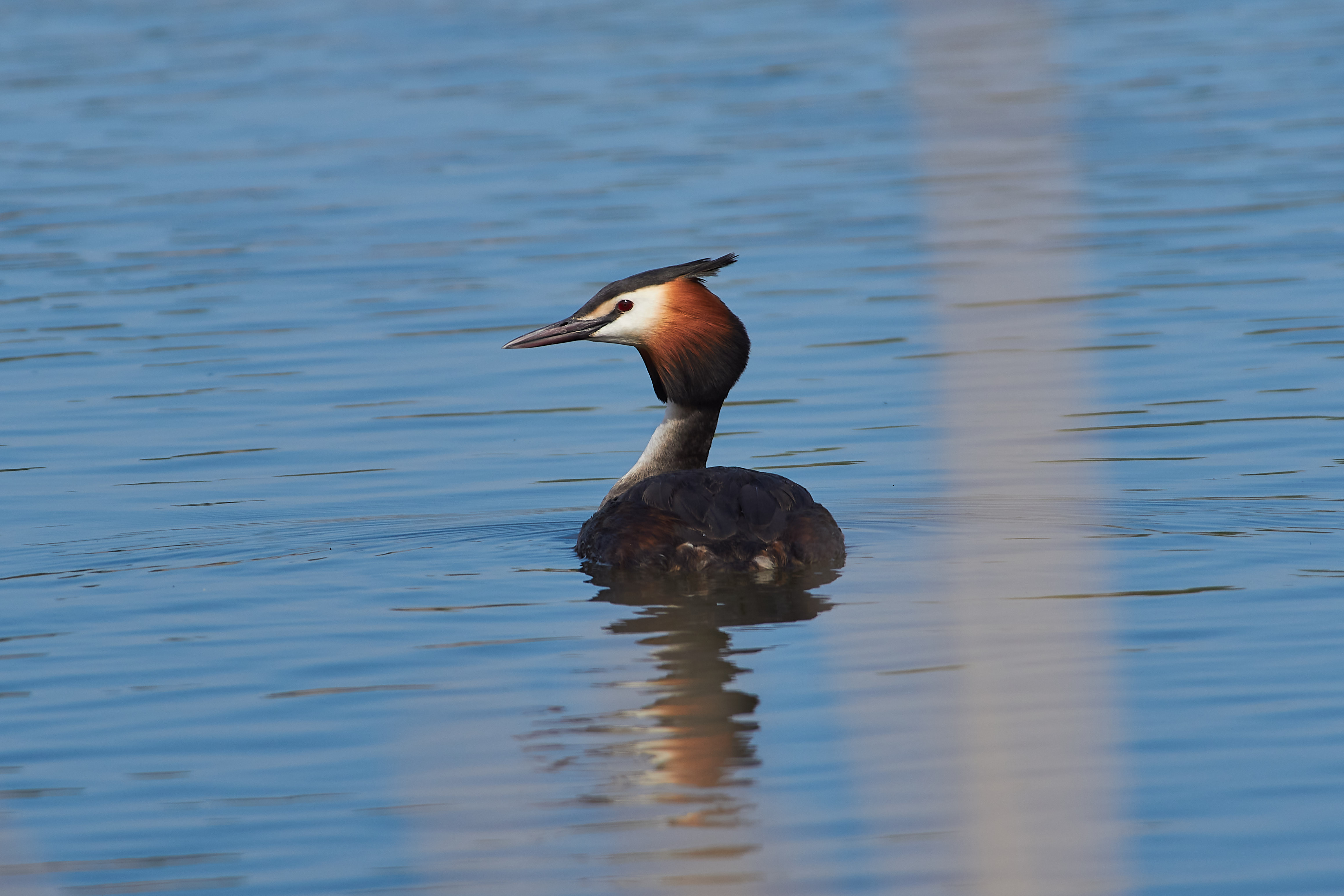 чомга, Podiceps cristatus,, Павел Сторчилов