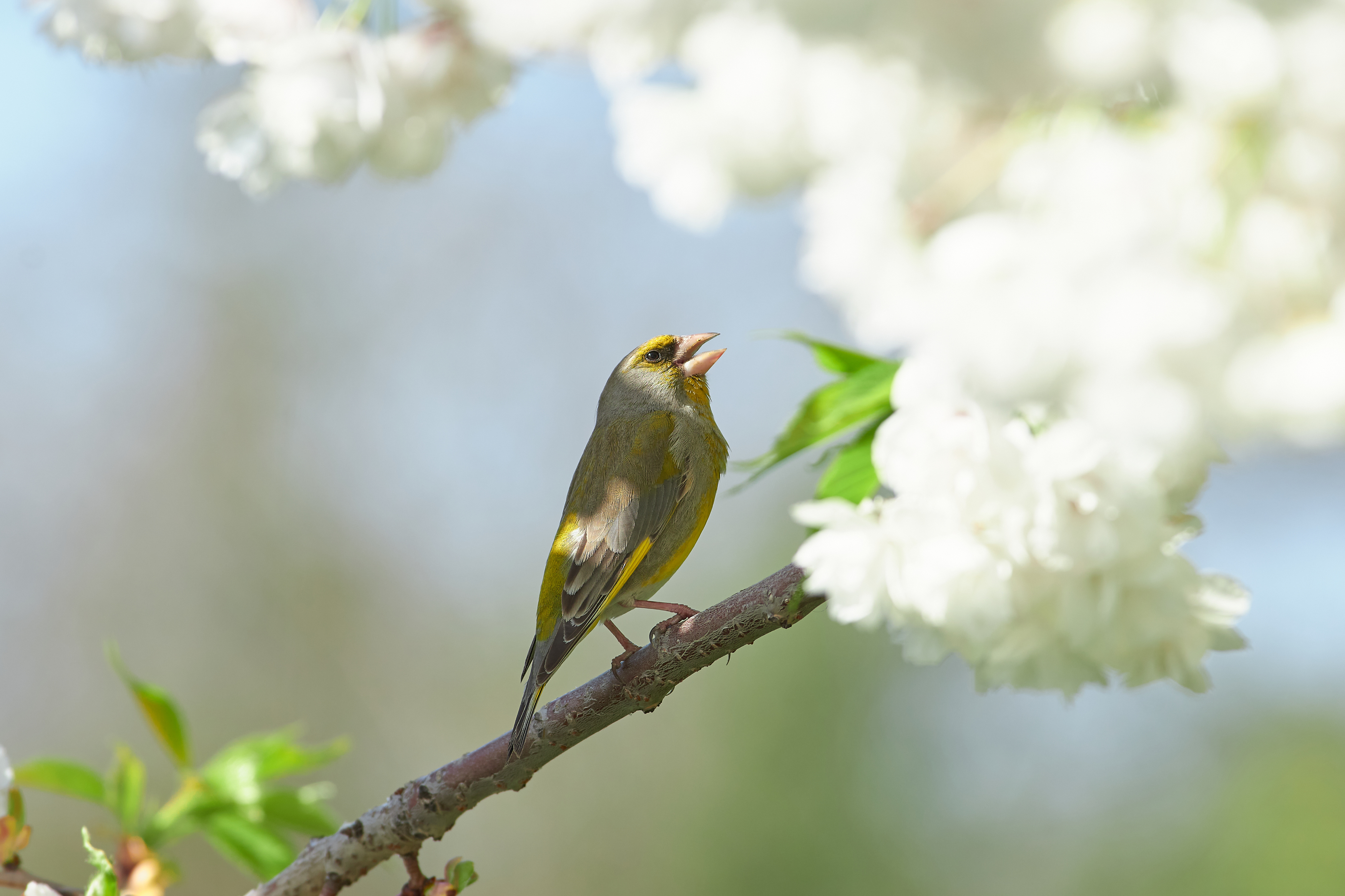Chloris chloris, зеленушка, , Павел Сторчилов