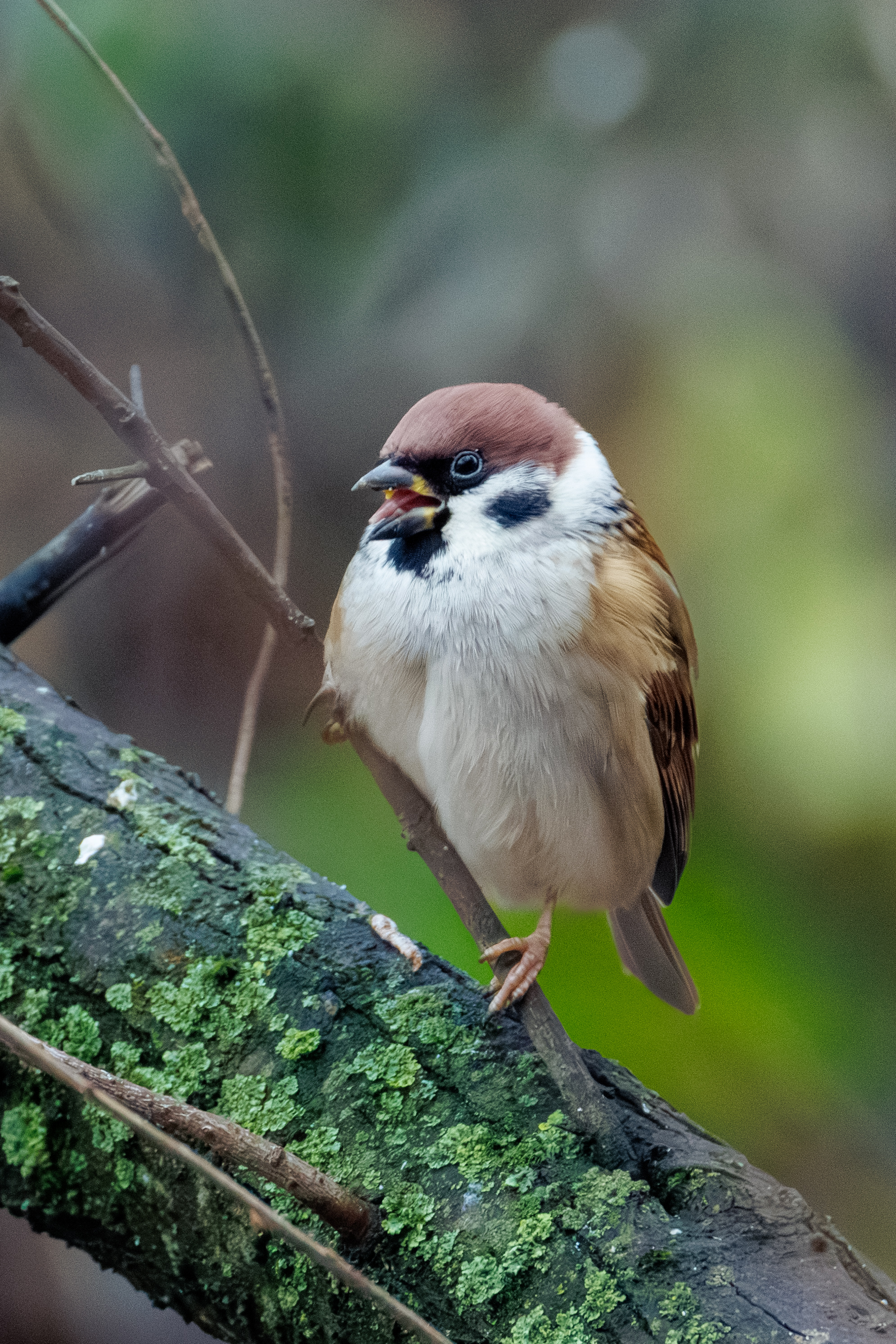 , ssmirs Сергей