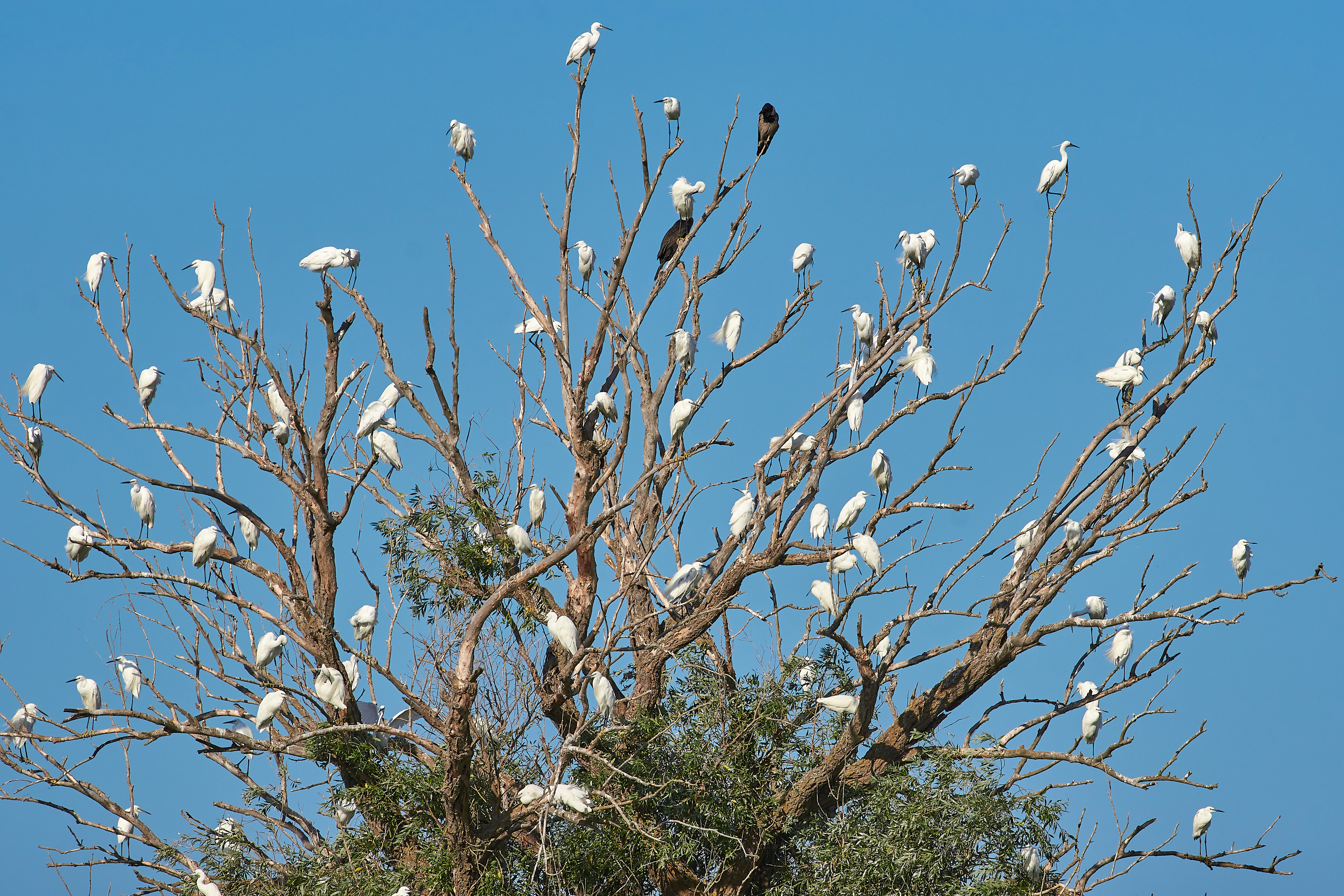 цапли, астрахань, , Павел Сторчилов
