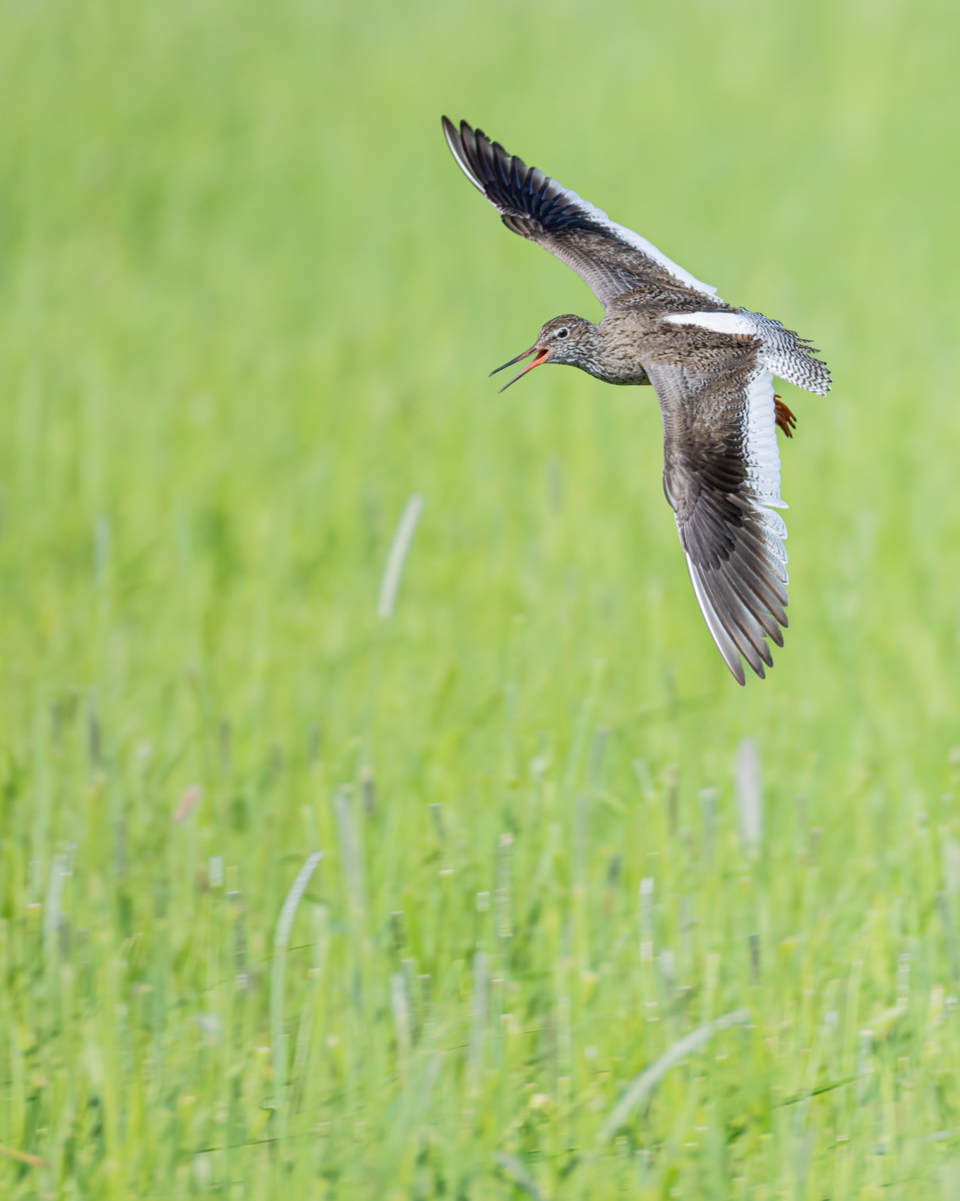 кулик, травник, птицы, красноножка, Ruslan Pl
