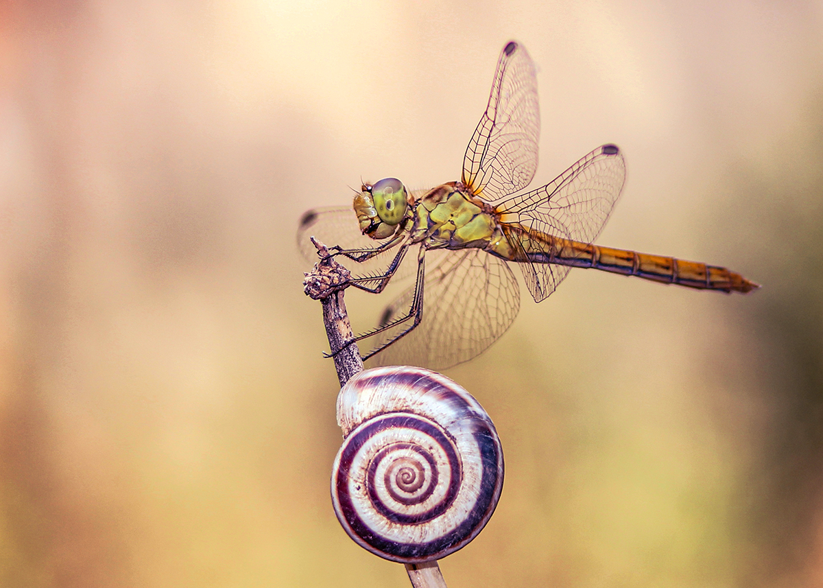 макро, насекомые, стрекоза, Рябов Игорь