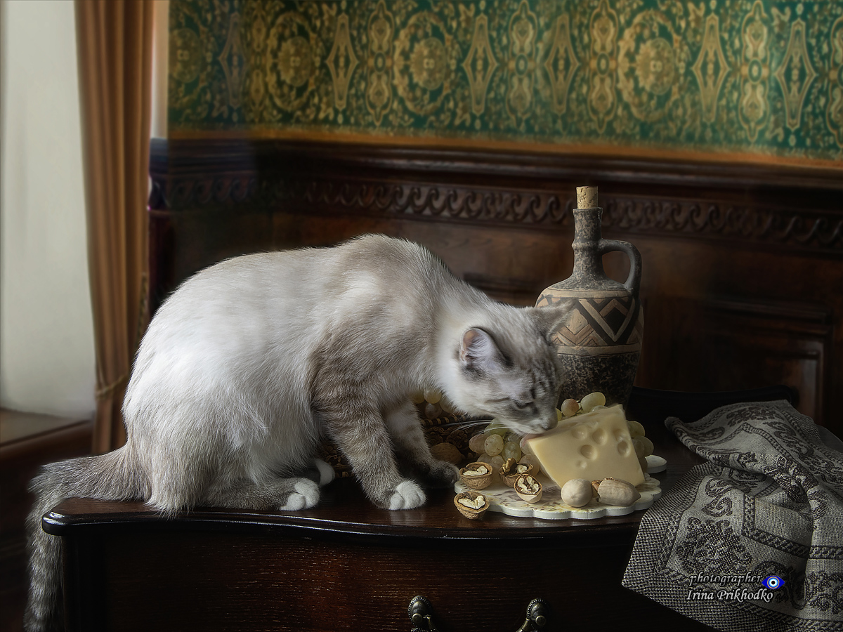 натюрморт, еда, фрукты, кошки, котик, питомцы, забавные животные, Приходько Ирина