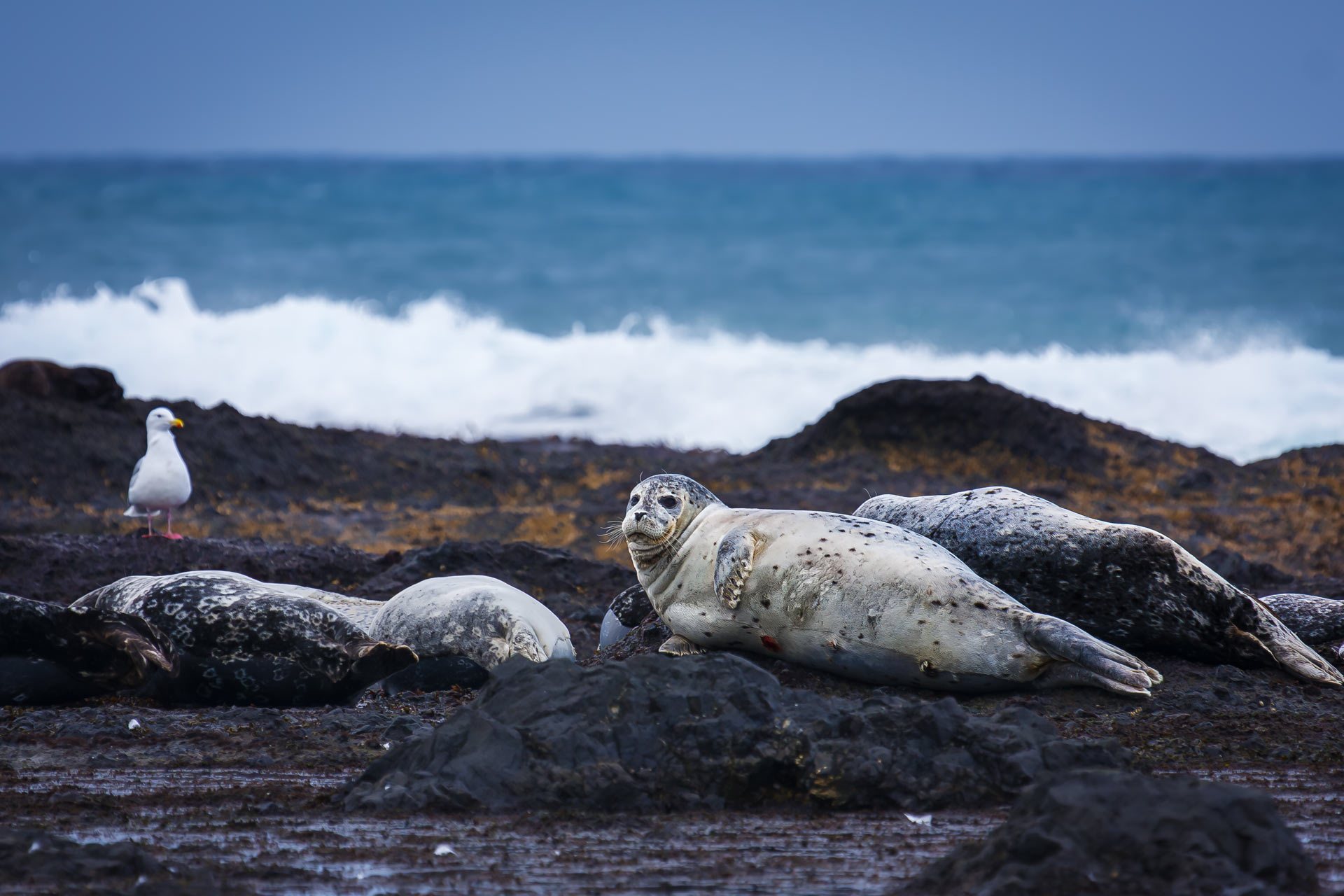 тюлени, морские млекопитающие, антуры, Уткин Дмитрий