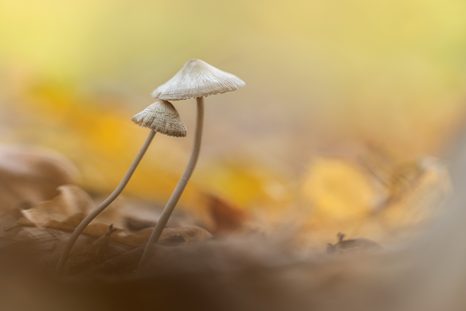 , Илья Михеев