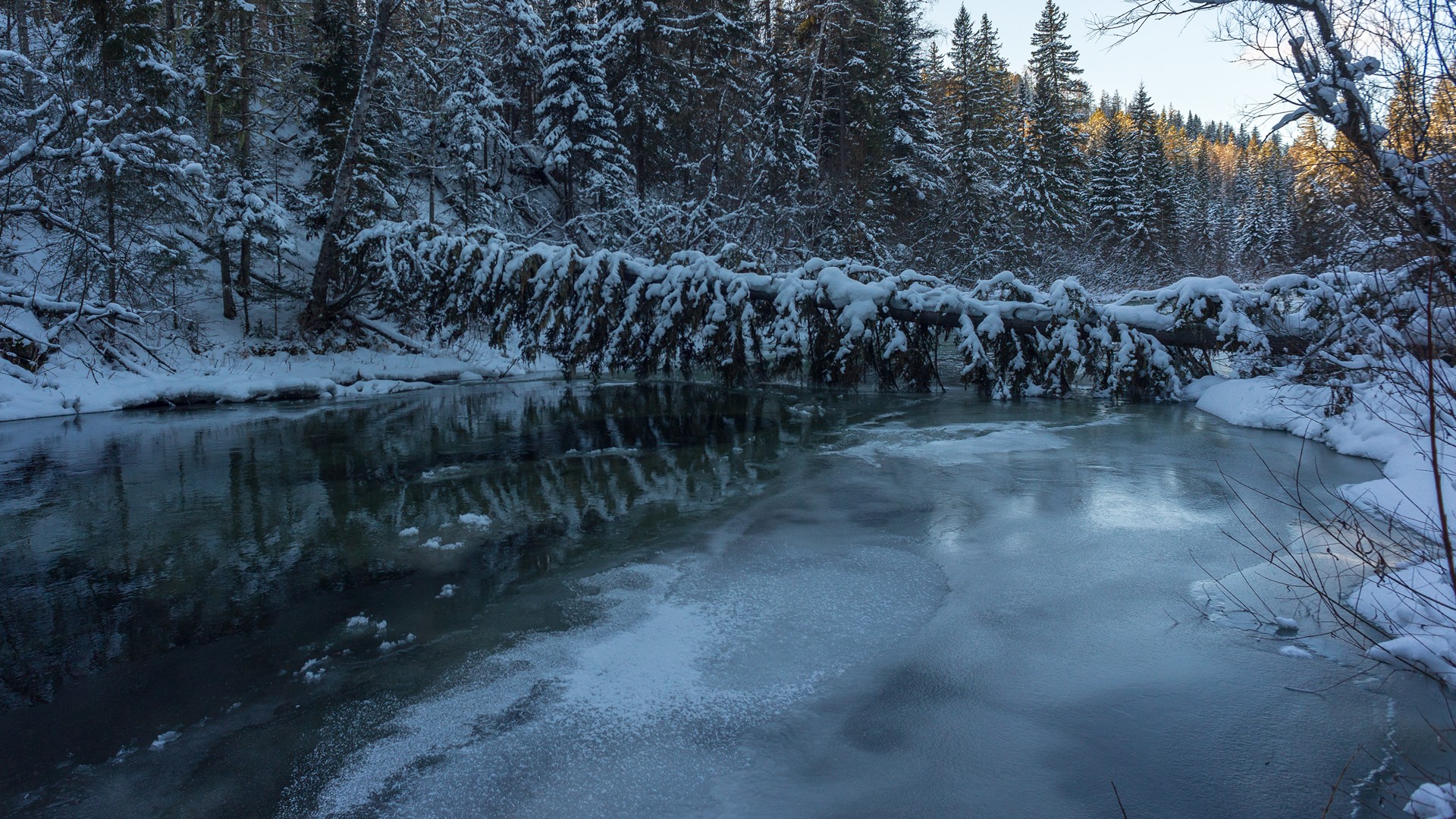 базаиха ноябрь, Беляев Юрий
