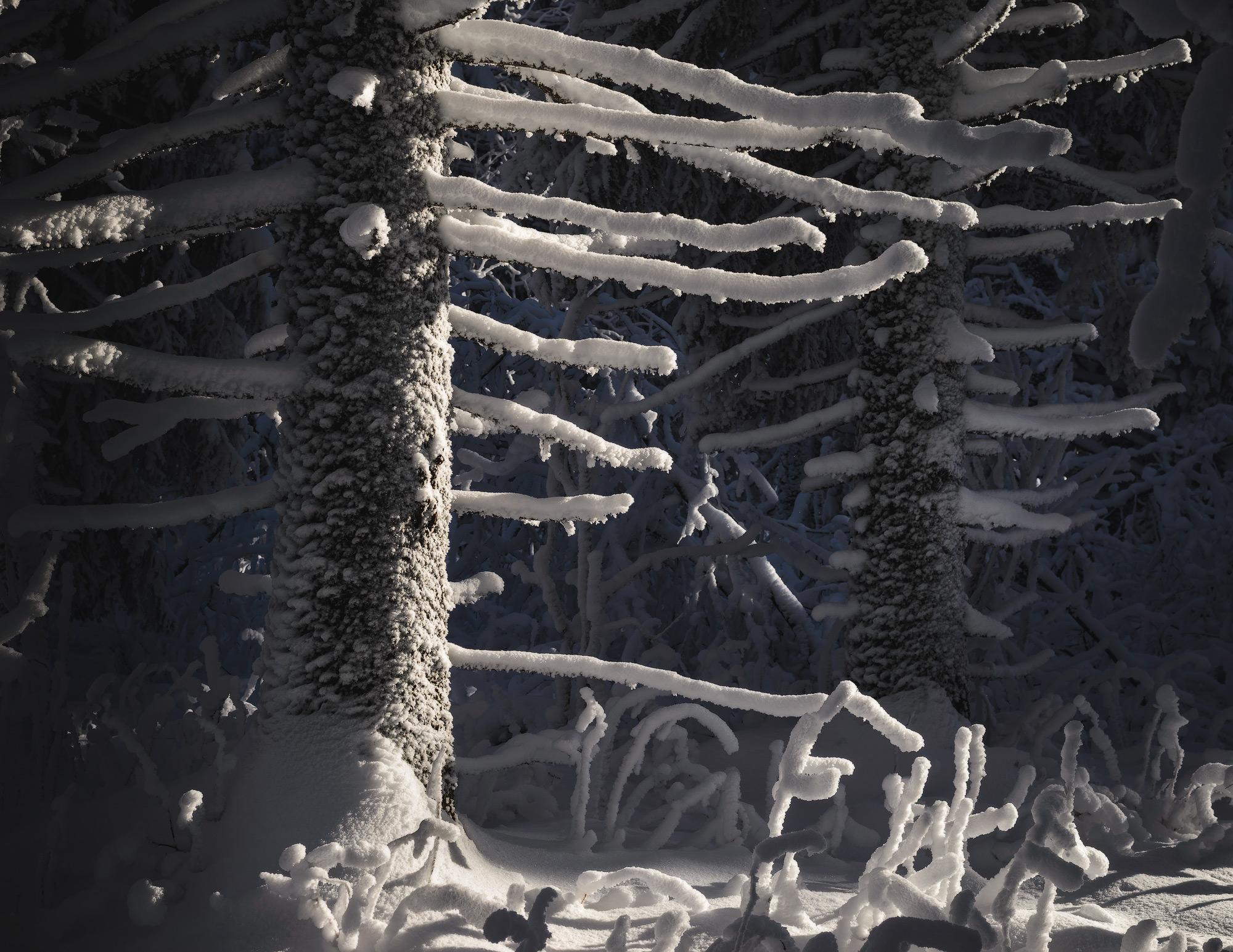 , Обухов Николай