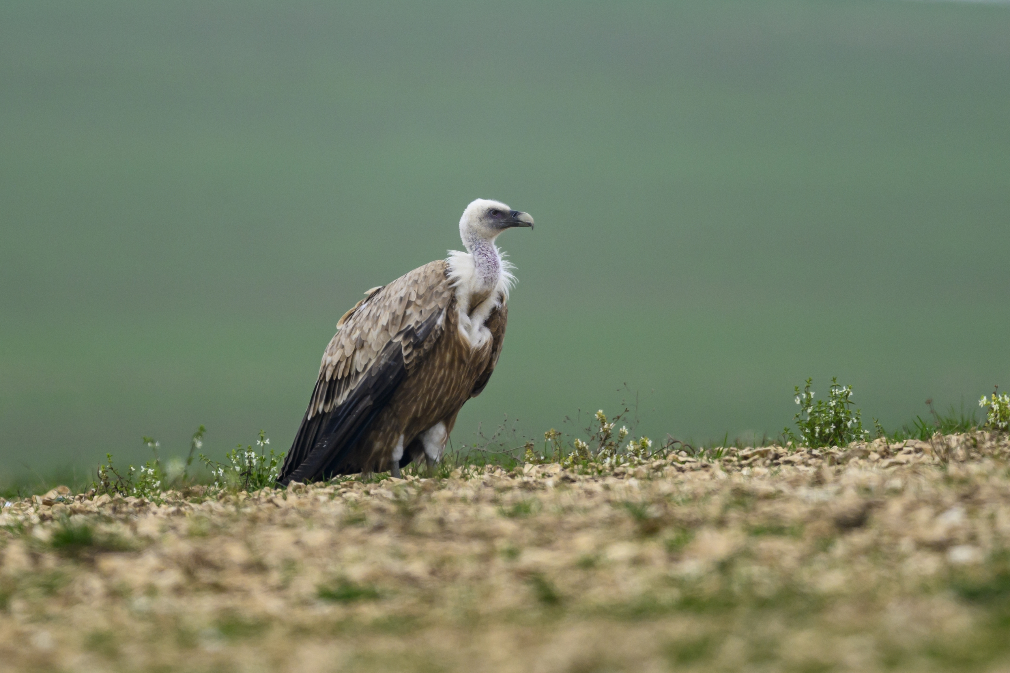 , Пупонин Сергей