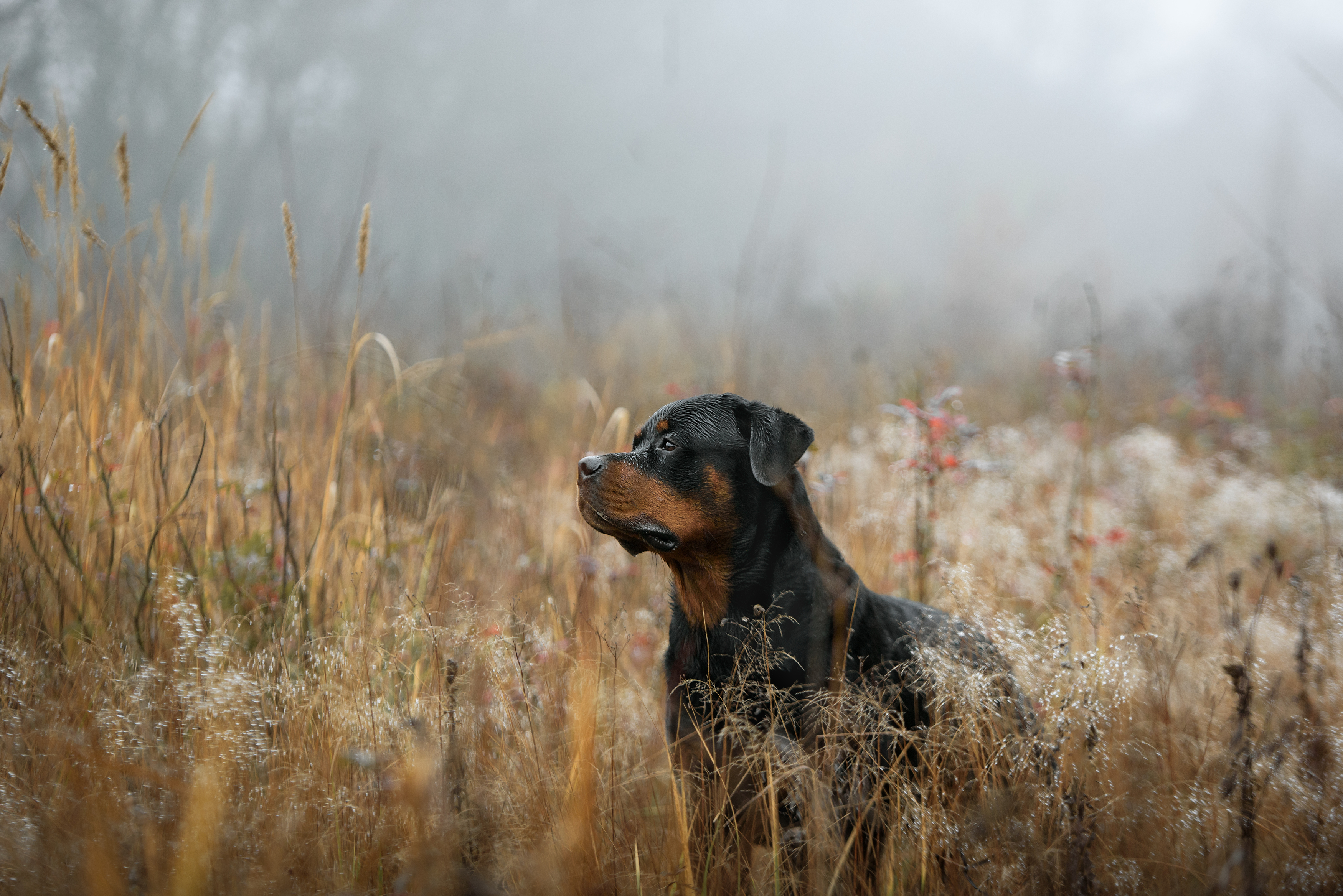 , Кудлай Яна