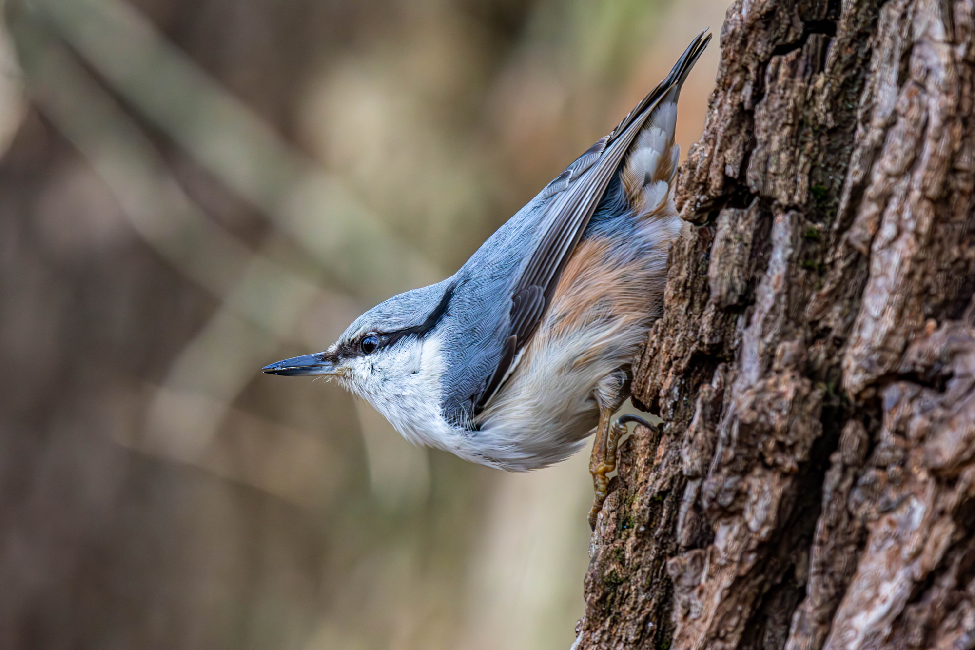 , Волынский Виктор