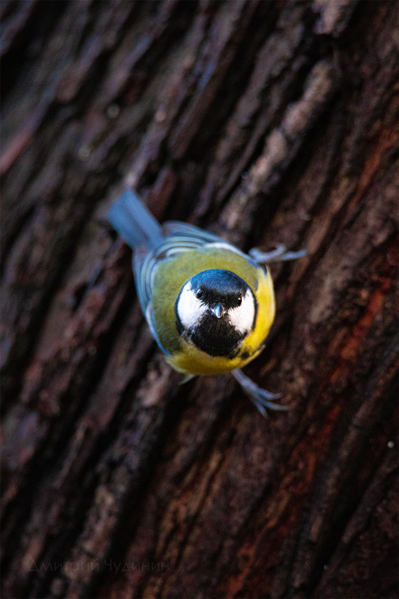 , Чудинин Дмитрий