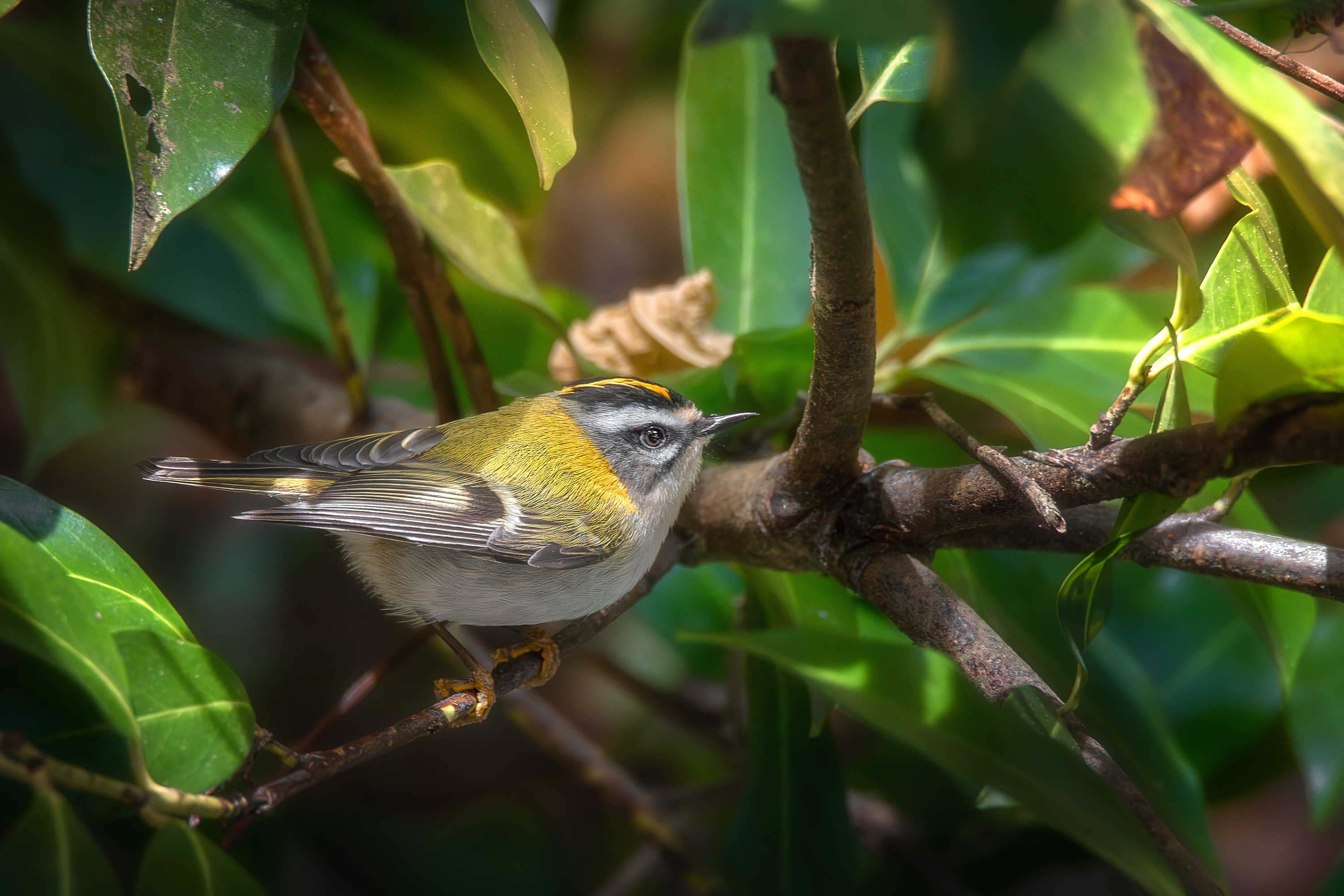 , Ожиганова Людмила