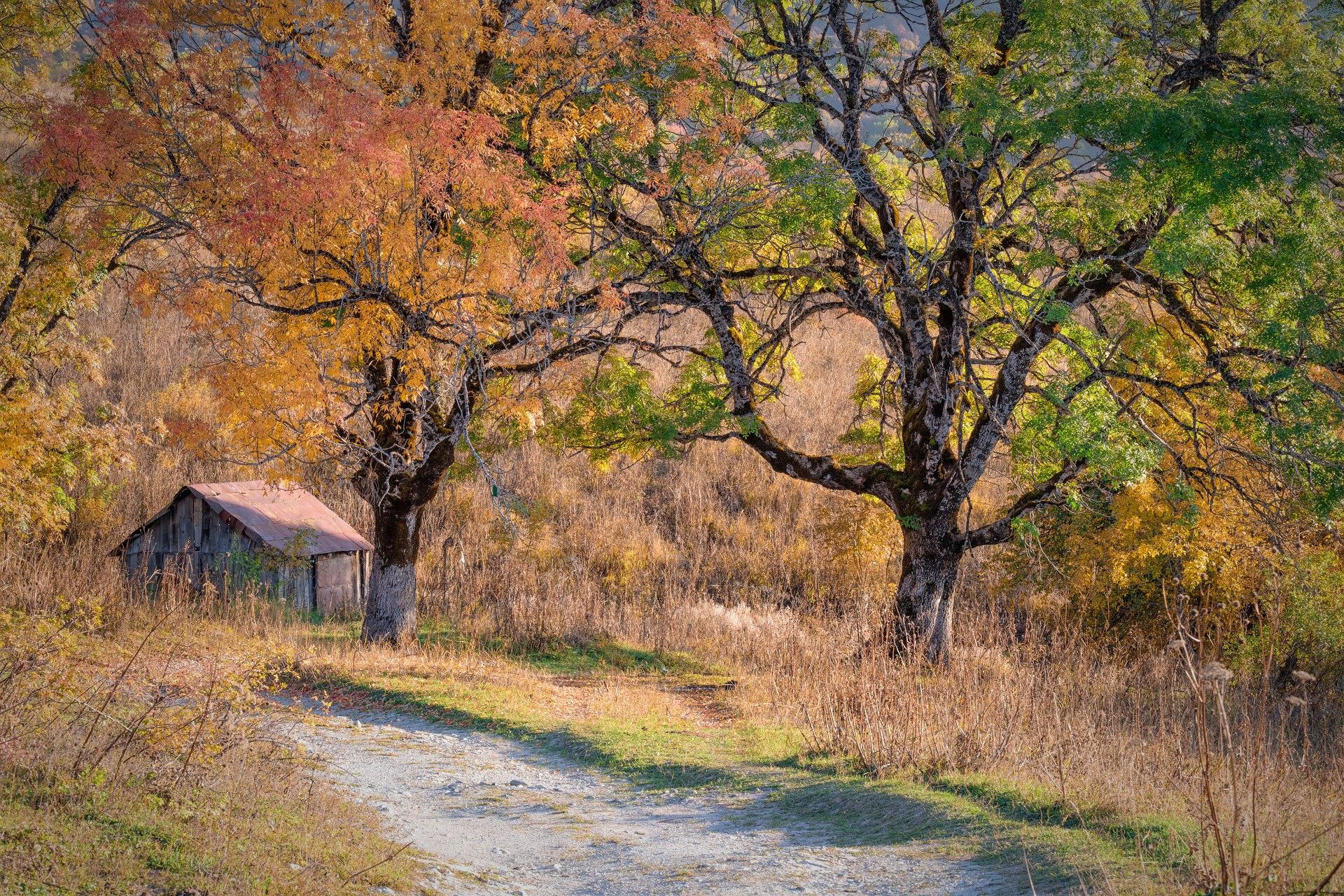 mravaldzali, road, autumn, trees, racha, lechkhumi, autumn, mountains, nature, landscape, scenery, travel, outdoors, georgia, sakartvelo, chizh, Чиж Андрей