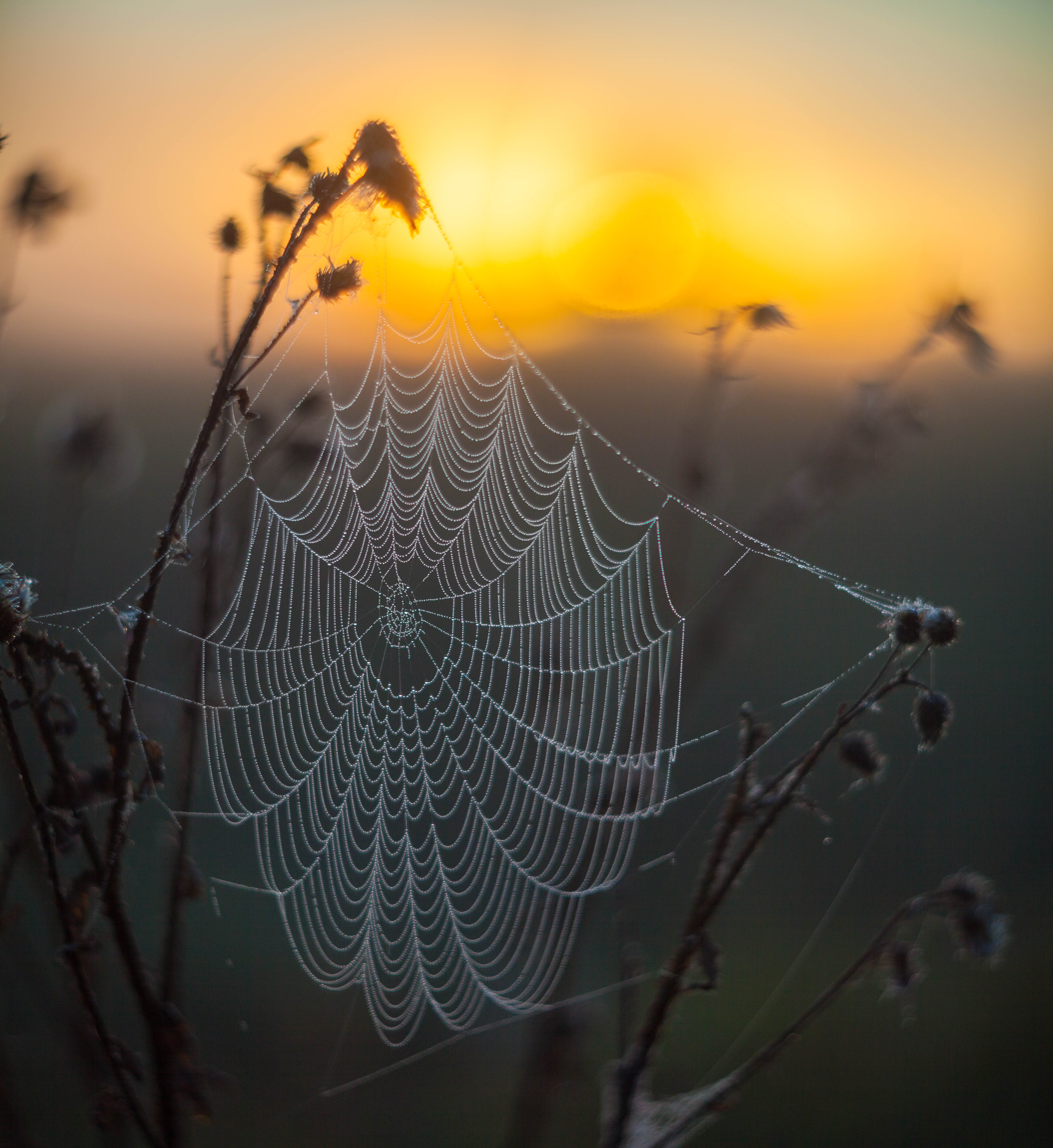 утро, паутина , восход, Свистков Александр