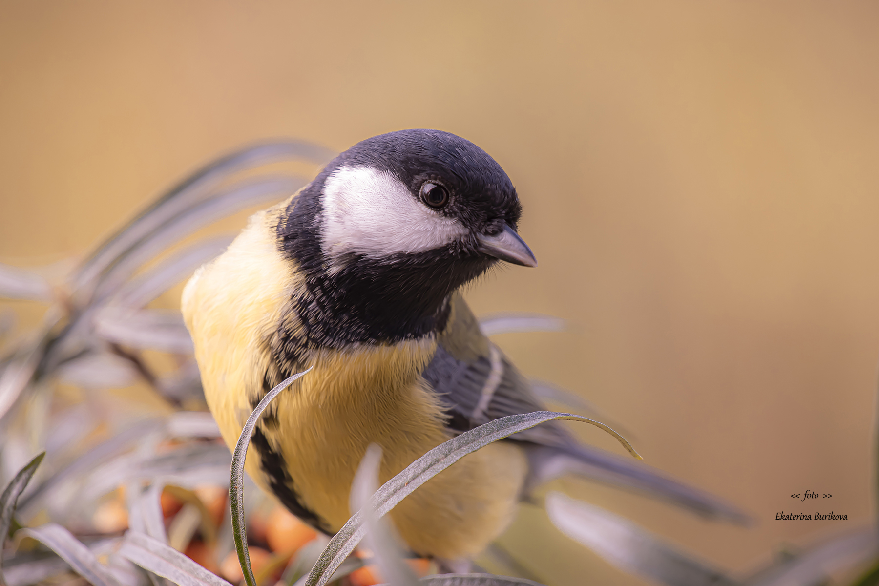 синицы , птицы , дикая природа ., Бурикова Екатерина
