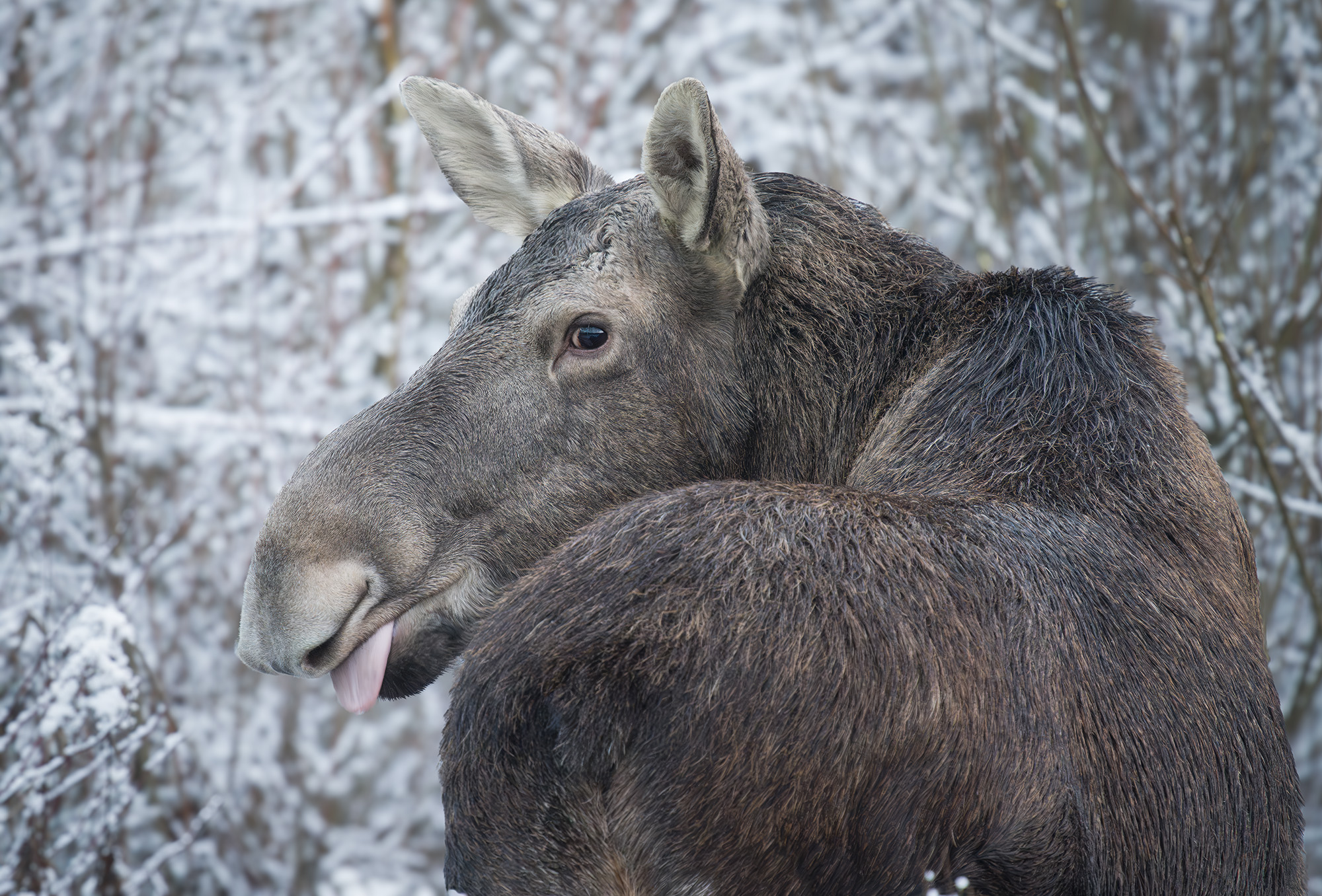 Лось, Пушкарева Василиса