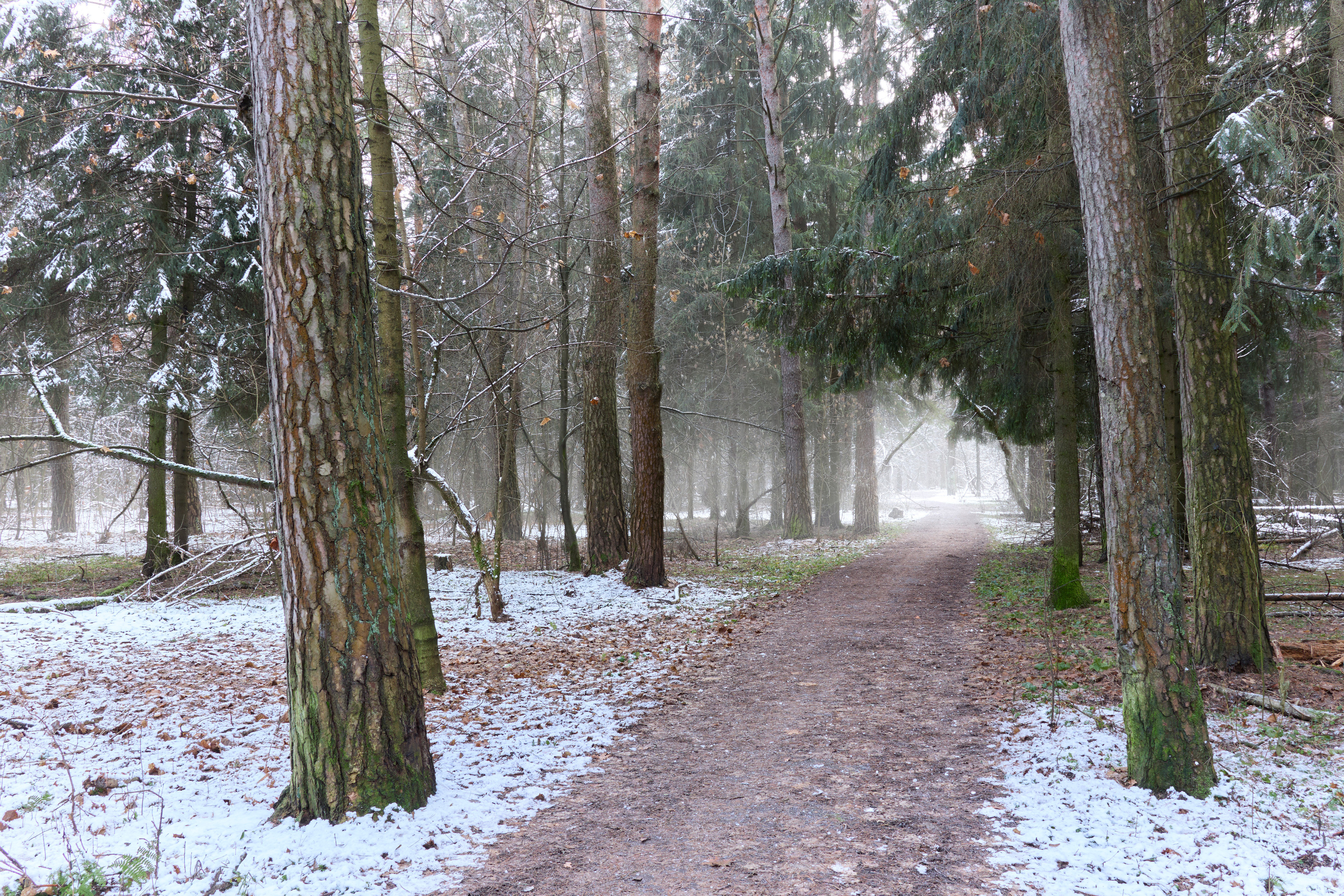 лес, деревья, листва, снег, Валерий Вождаев