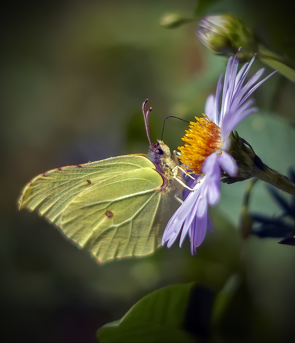 , Сергей Аникин