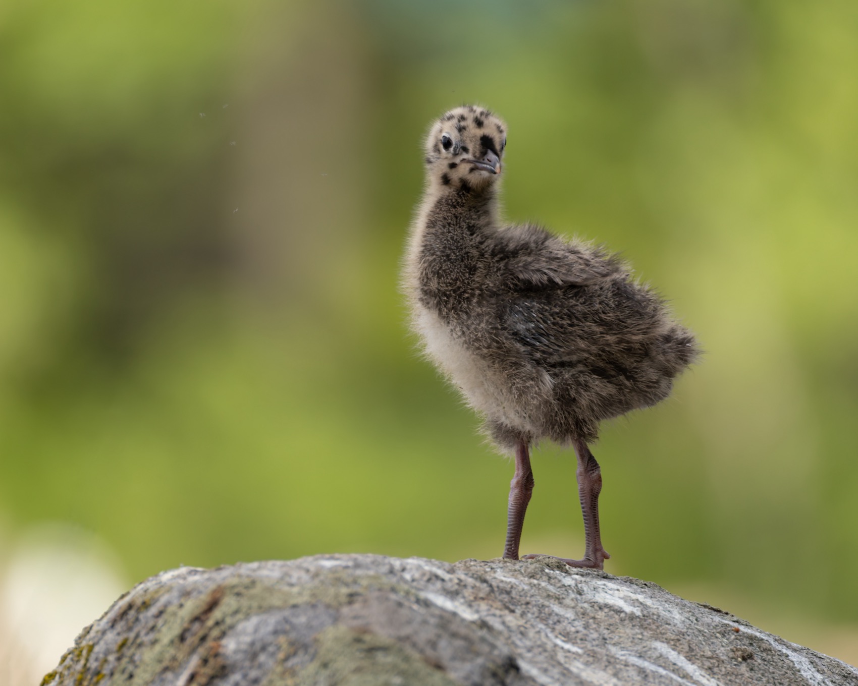 сизая чайка, птенец, чайка, птицы, Ruslan Pl
