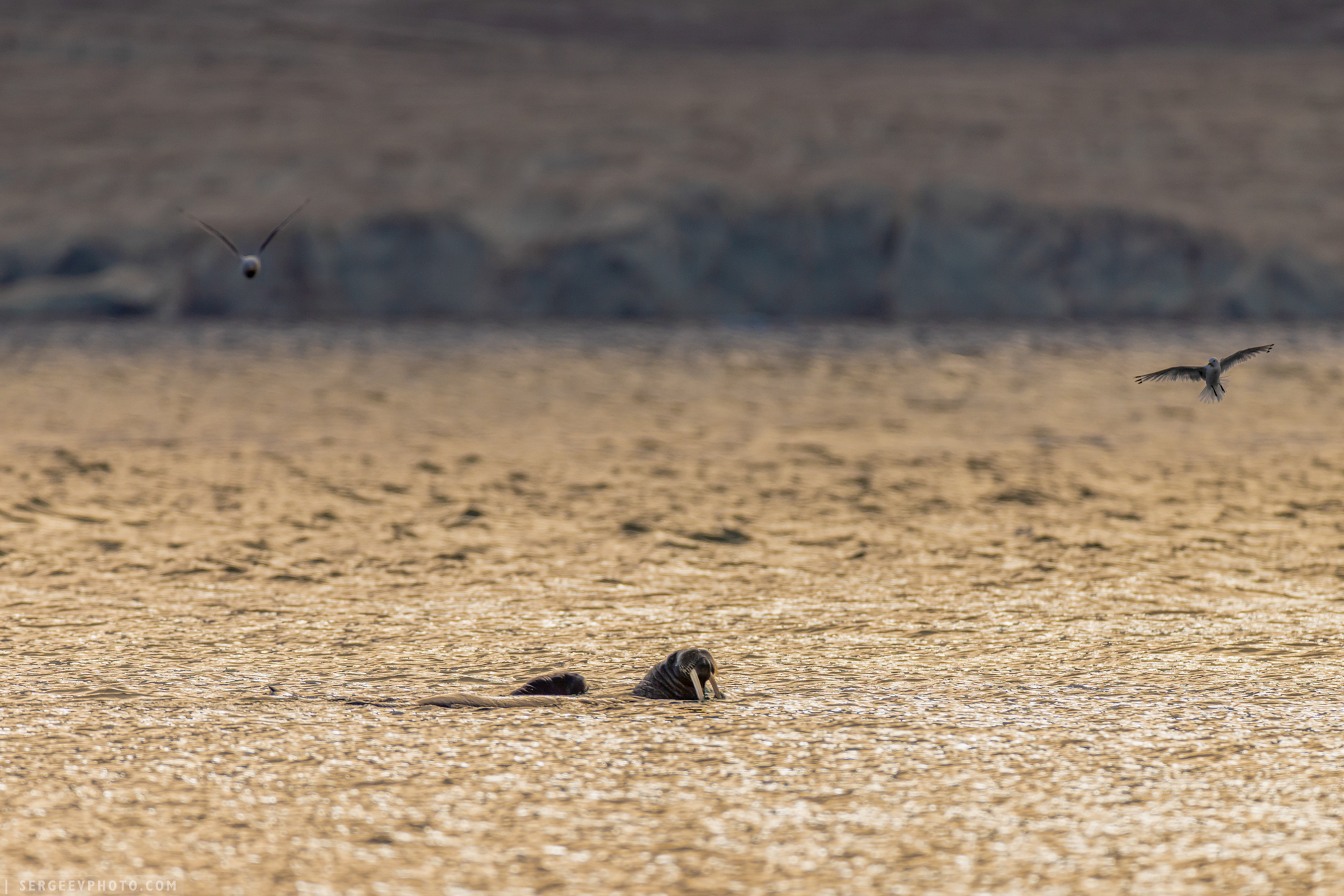 земля франца-иосифа, баренцево море, арктика, север, северный ледовитый океан, архангельская область, айсберг, остров, морж, лёд, franz josef land, arctic, north, barents sea, iceberg, island, walrus, ice, glacier, arctic ocean, Сергеев Кирилл