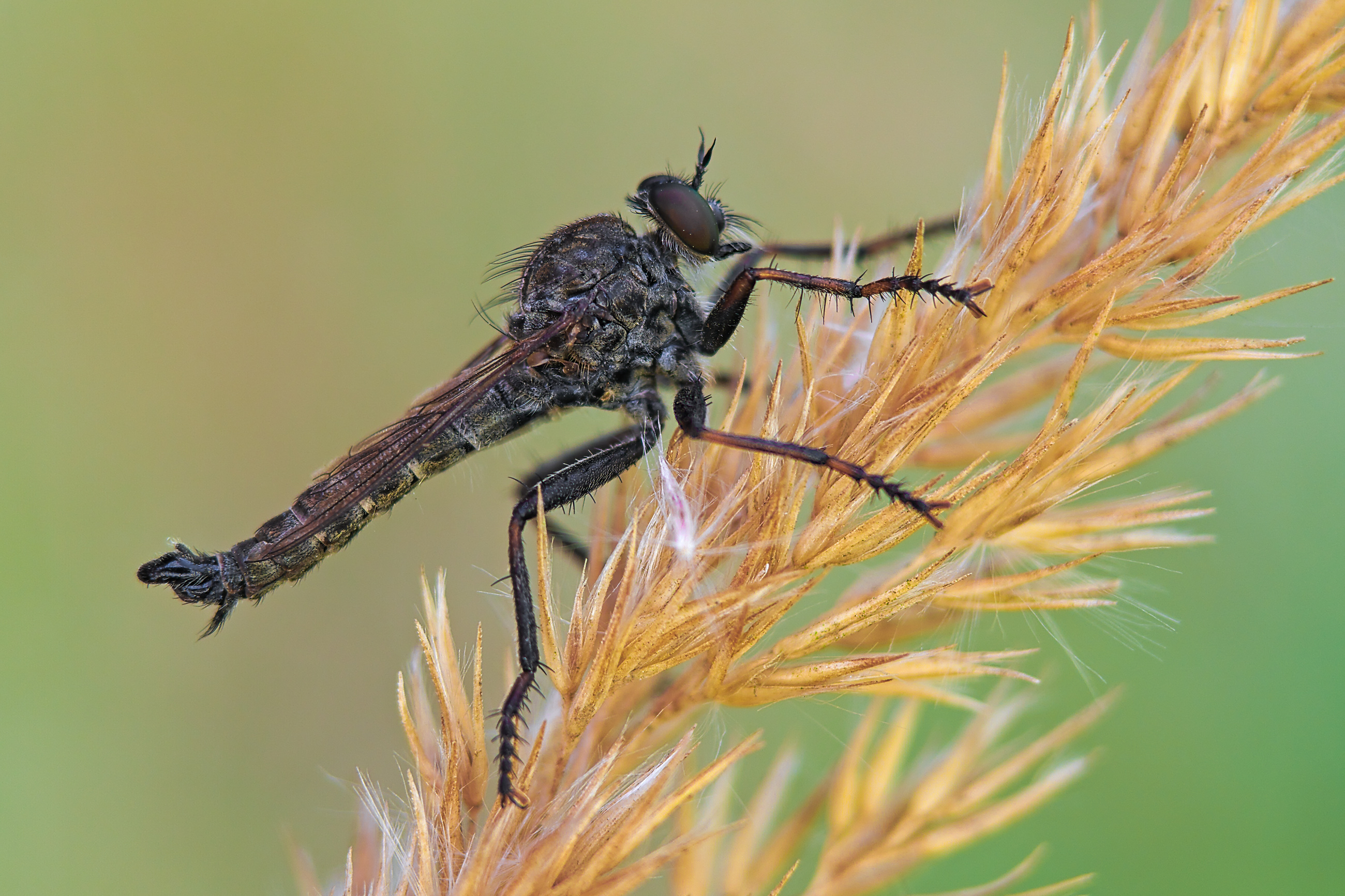 муха ктырь, Чи. Анатолий