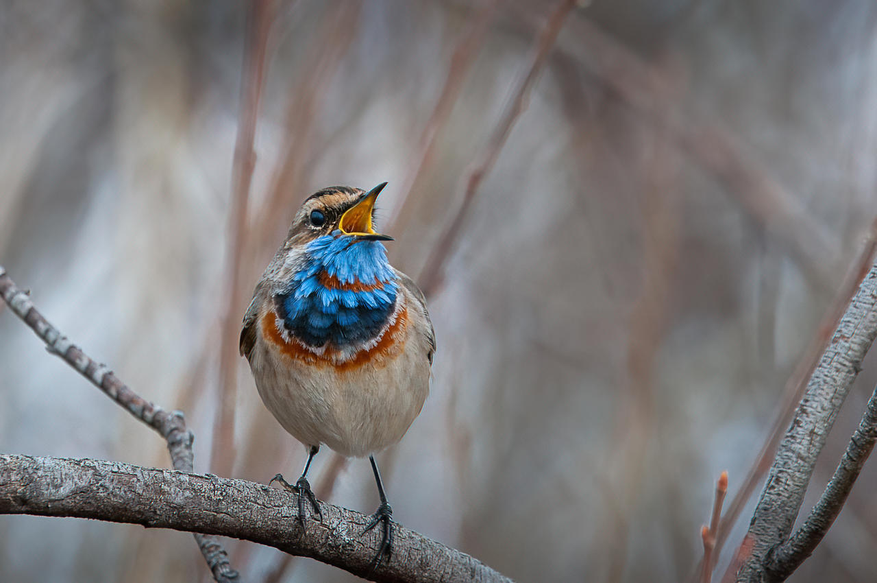 варакушка, птица, поет, Anton