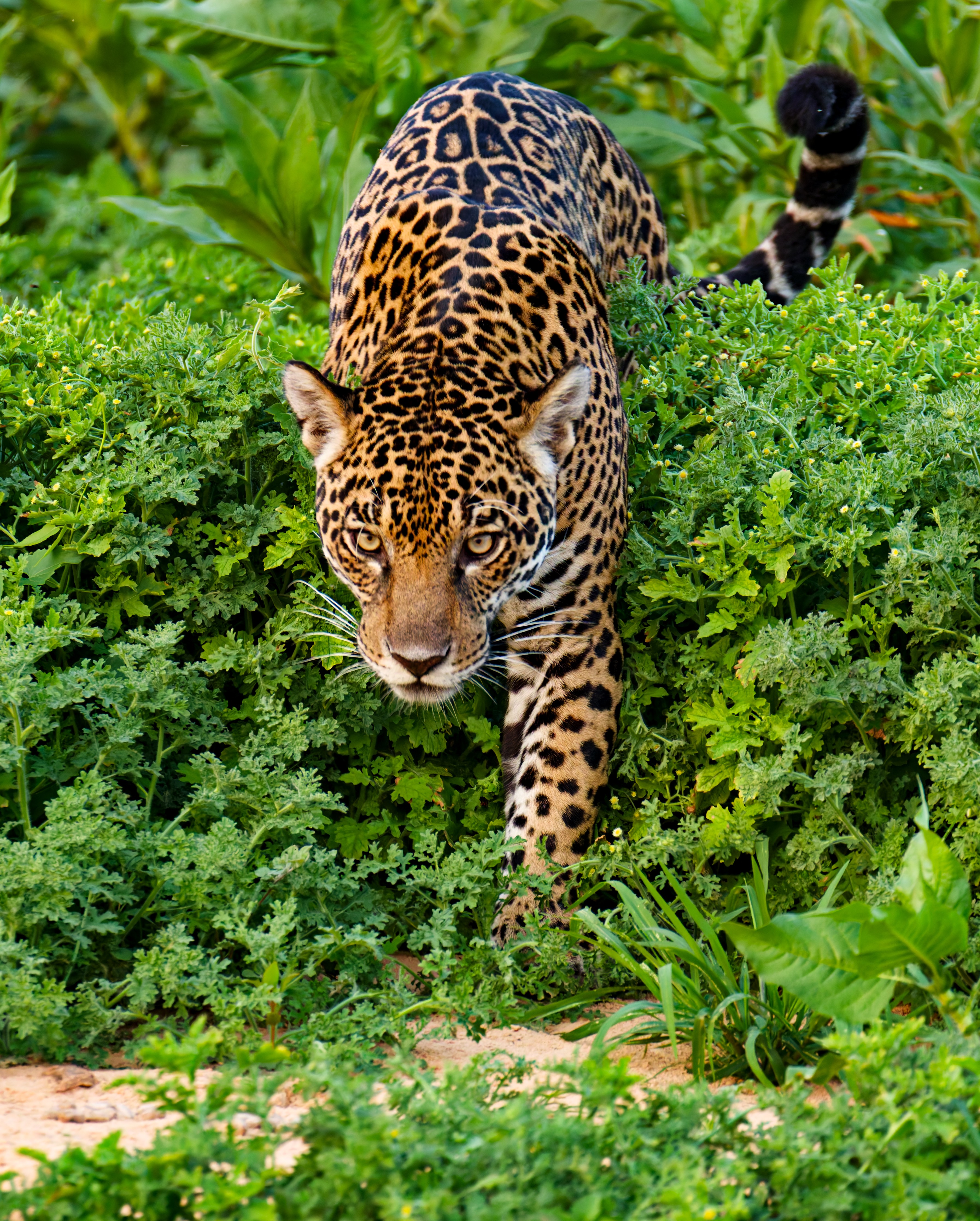 , Игорь Щербаков