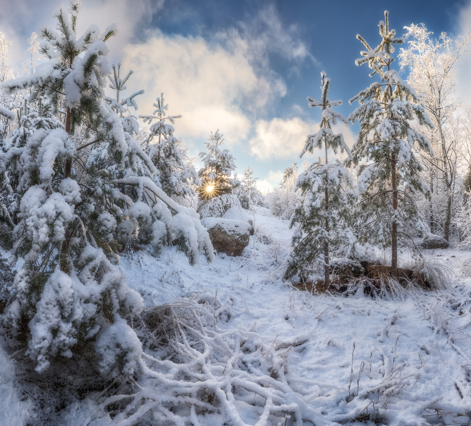 лес, снег, ленобласть, Марголин Алексей