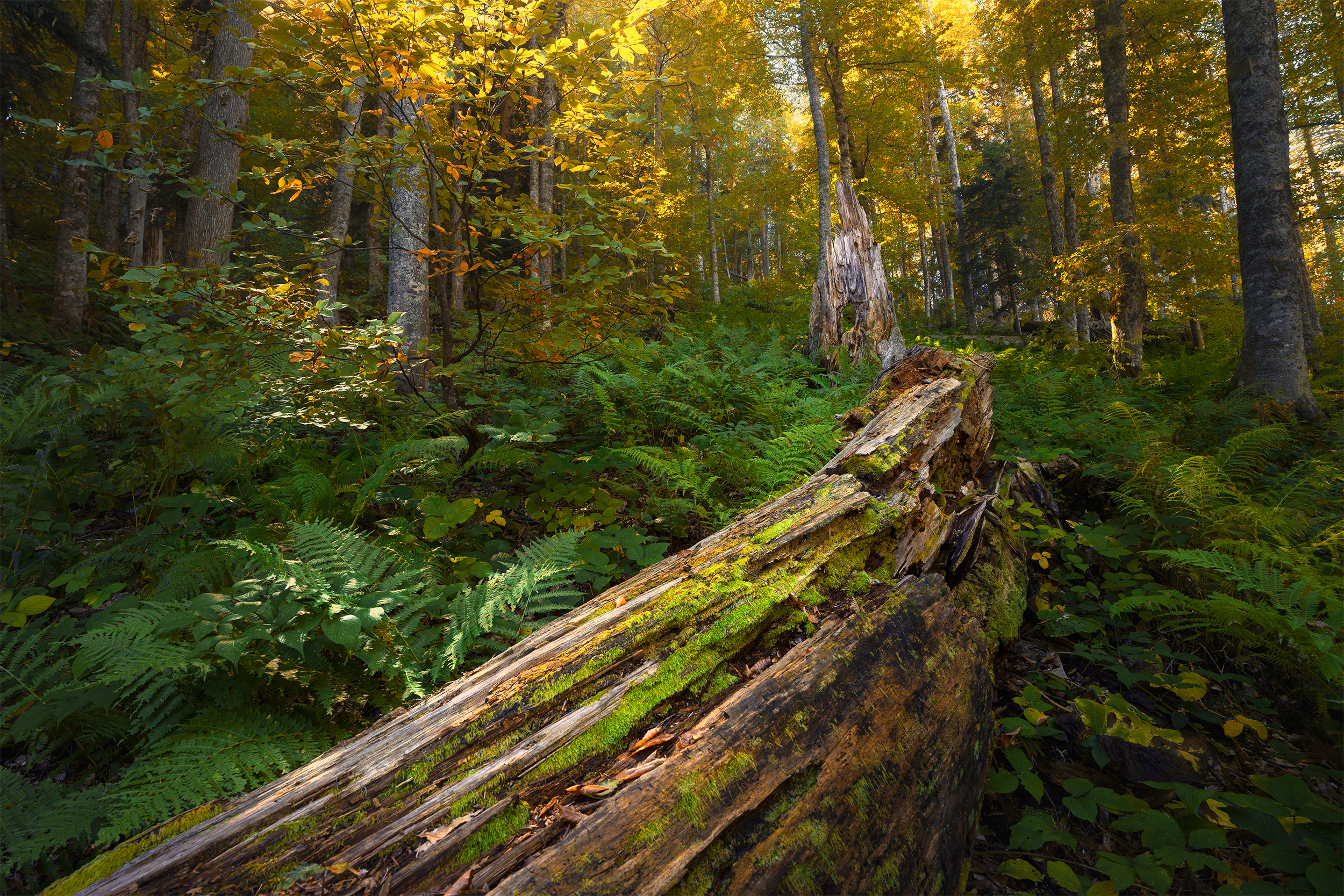 лес, осень, природа, красная поляна, Растворов Игорь